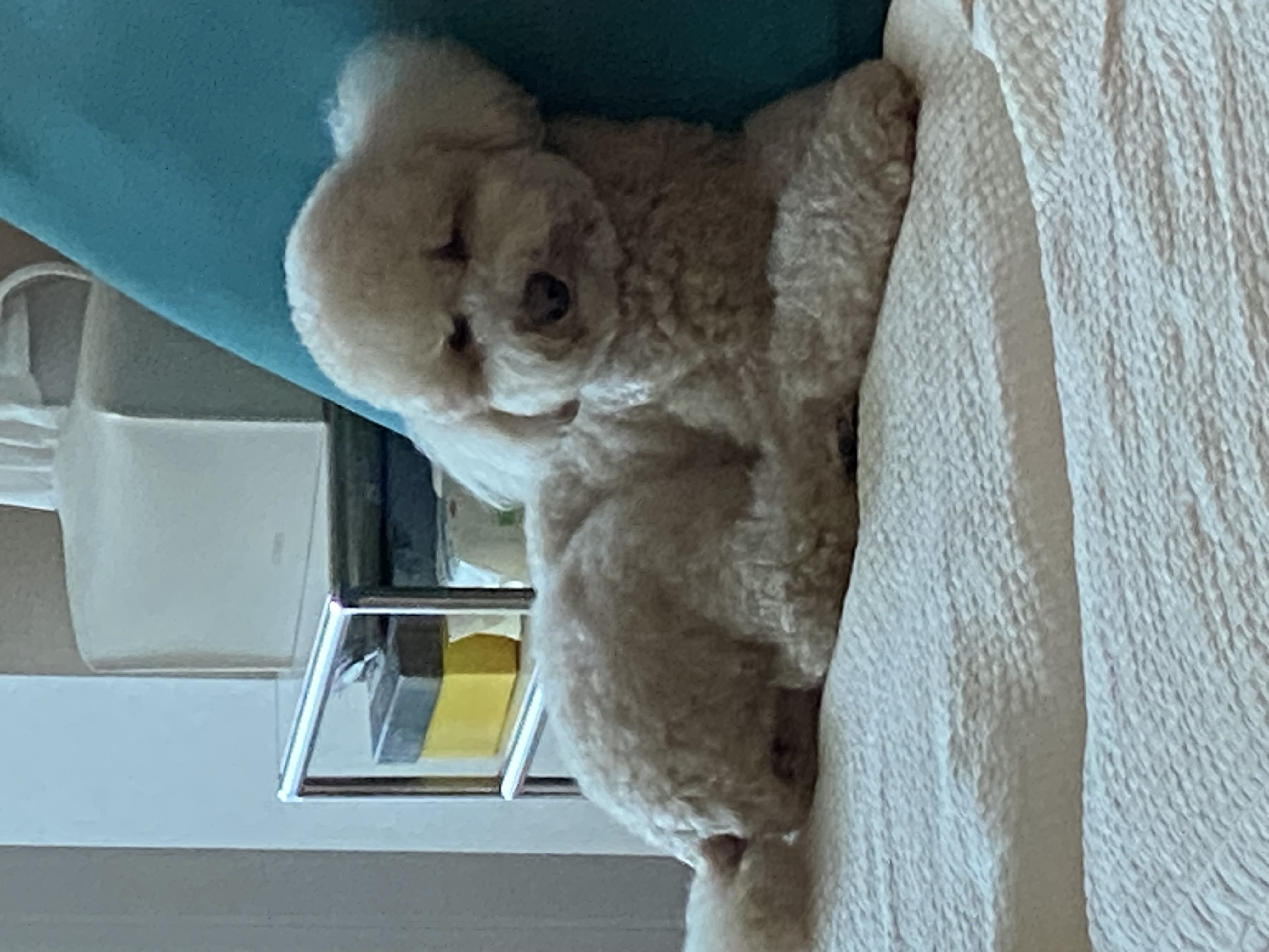 도담이(푸삼) 입양 4년차 후기