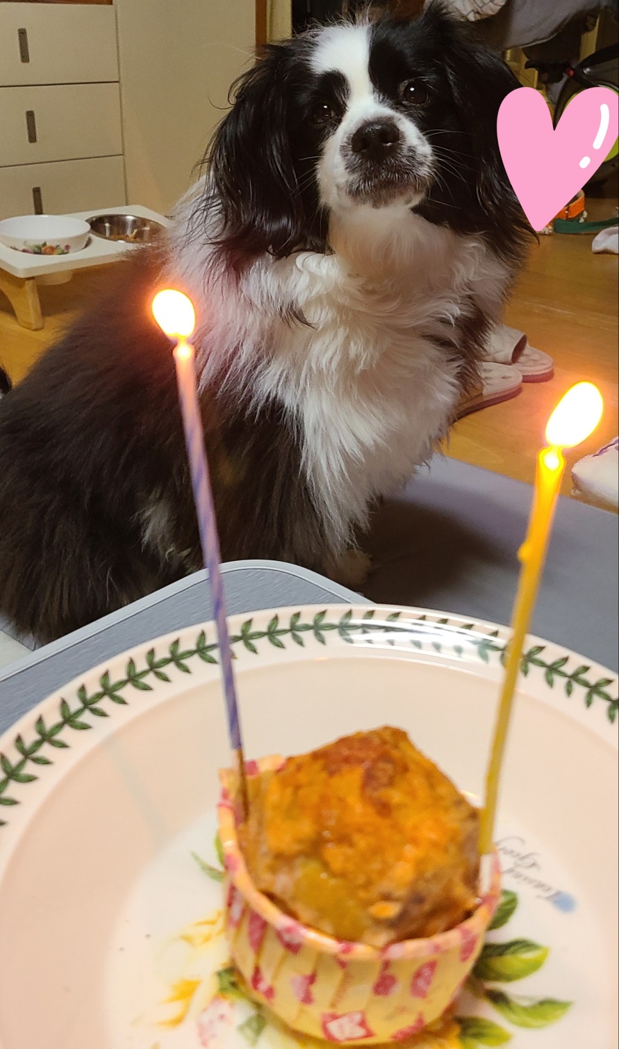 레오(포네) 입양 2년후 인사드려요. 