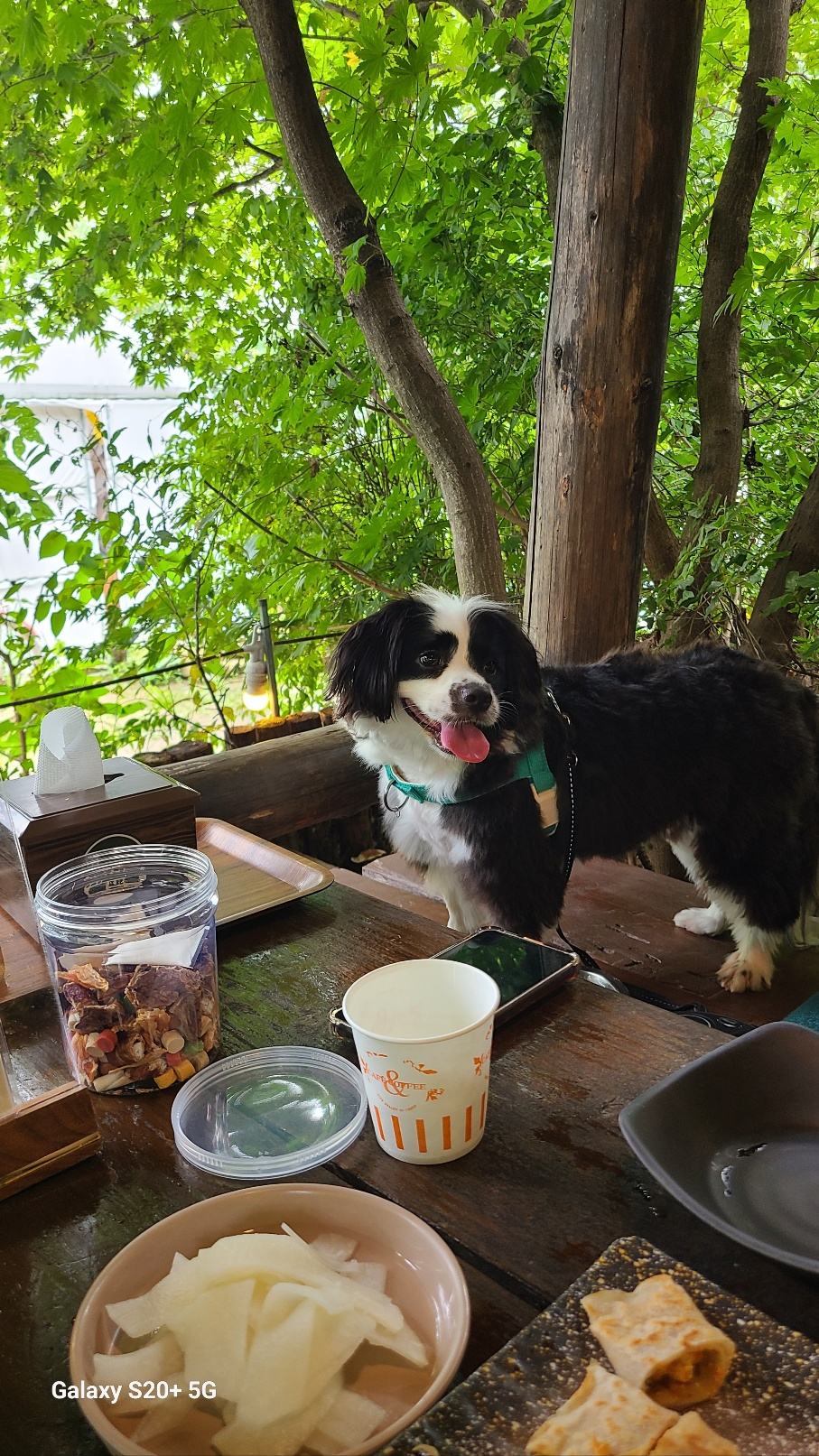 레오(포네) 입양 2년후 인사드려요. 