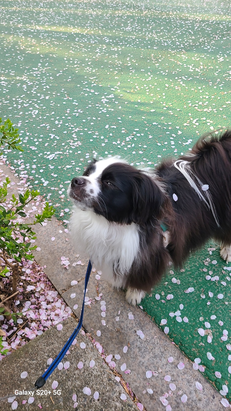 레오(포네) 입양 2년후 인사드려요. 