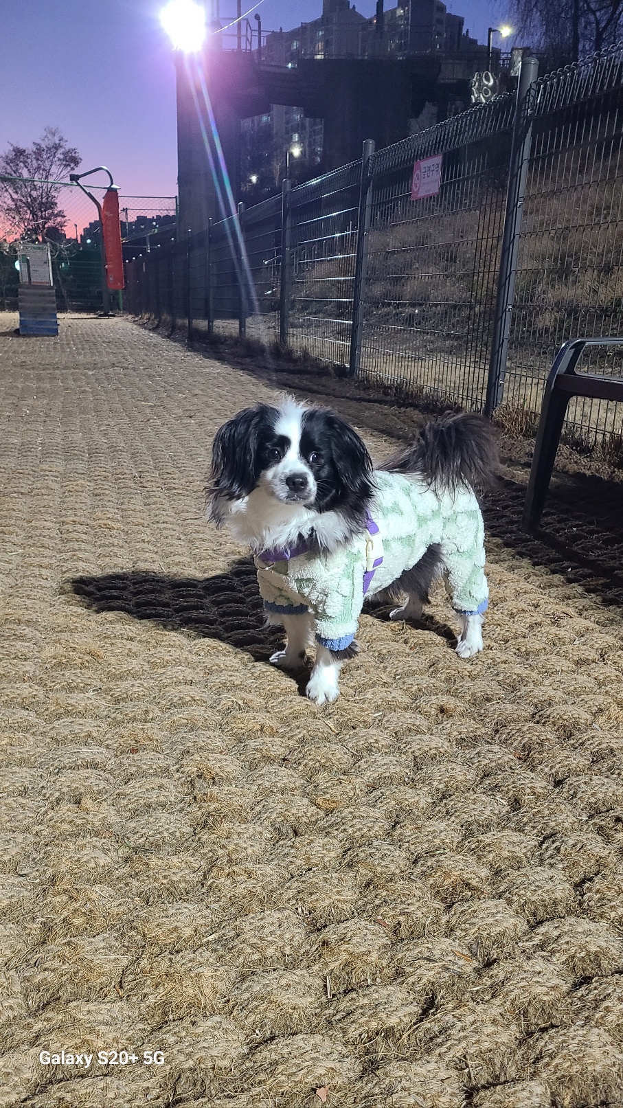 레오(포네) 입양 2년후 인사드려요. 