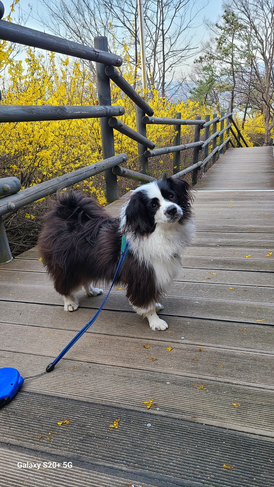 레오(포네) 입양 2년후 인사드려요. 