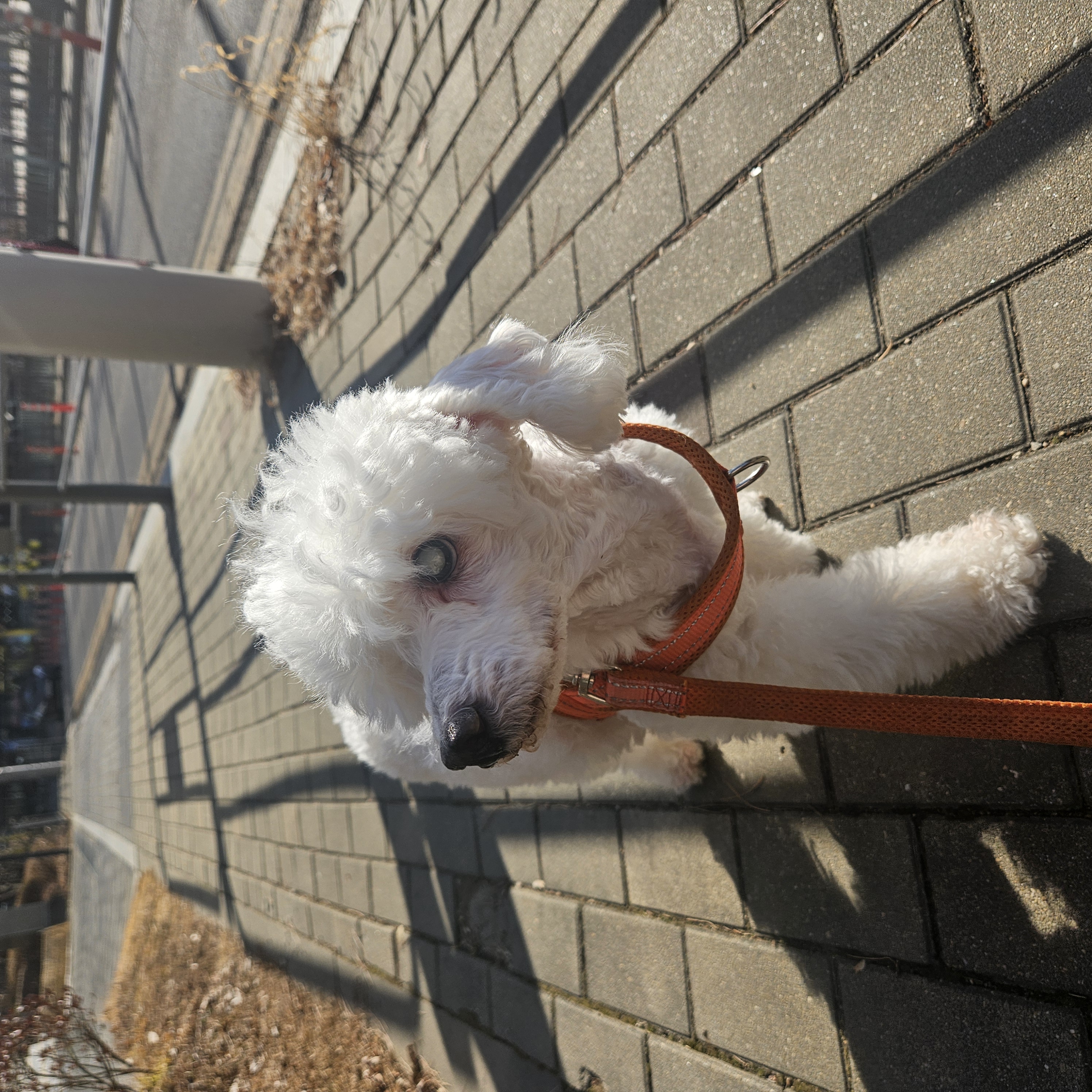 보령 빛돌이(송이)