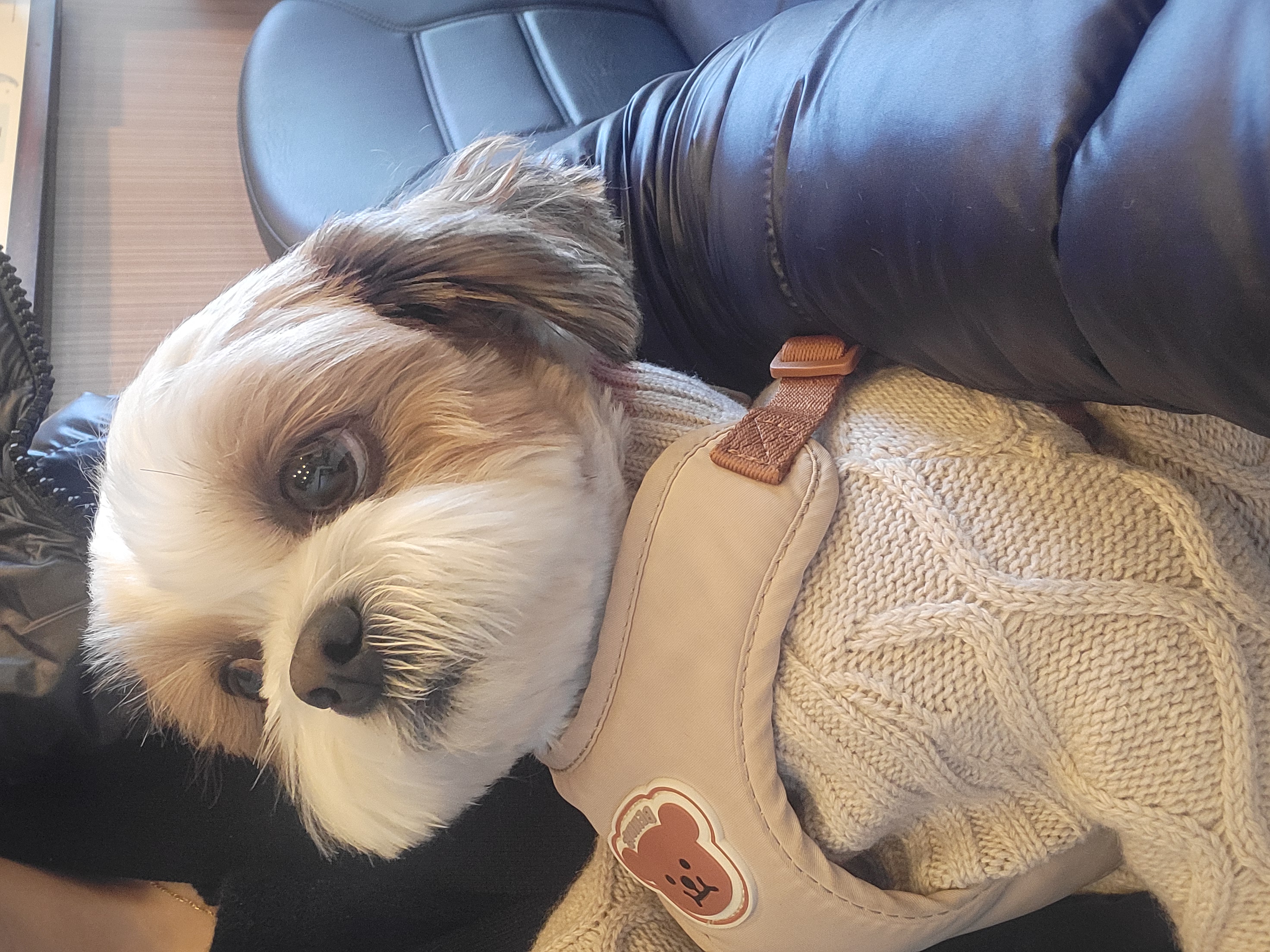 호두 (구 용용) 함께한지 1년이 지났어요