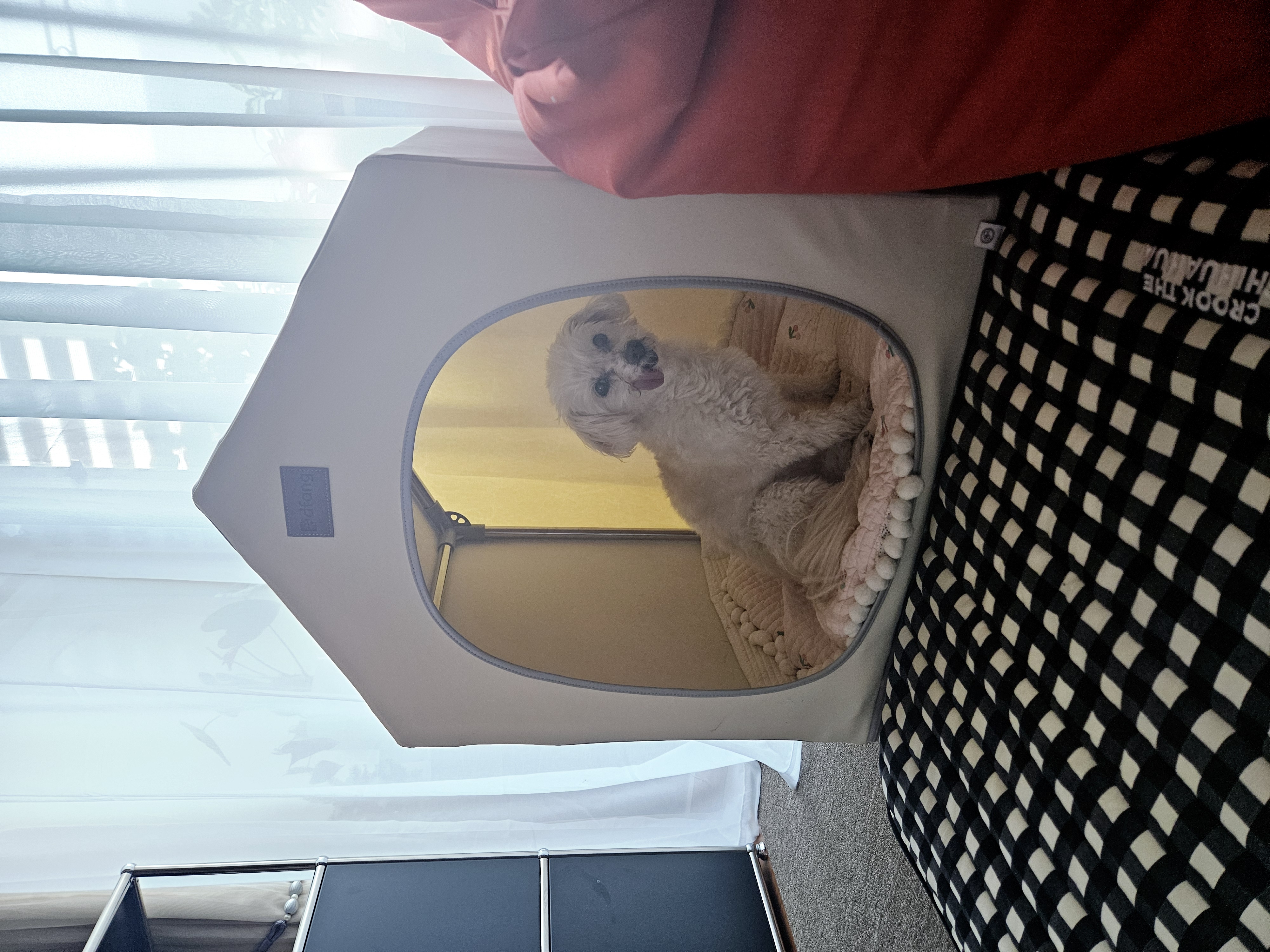 봉봉이와 가족된지 4년이 되었네요^^