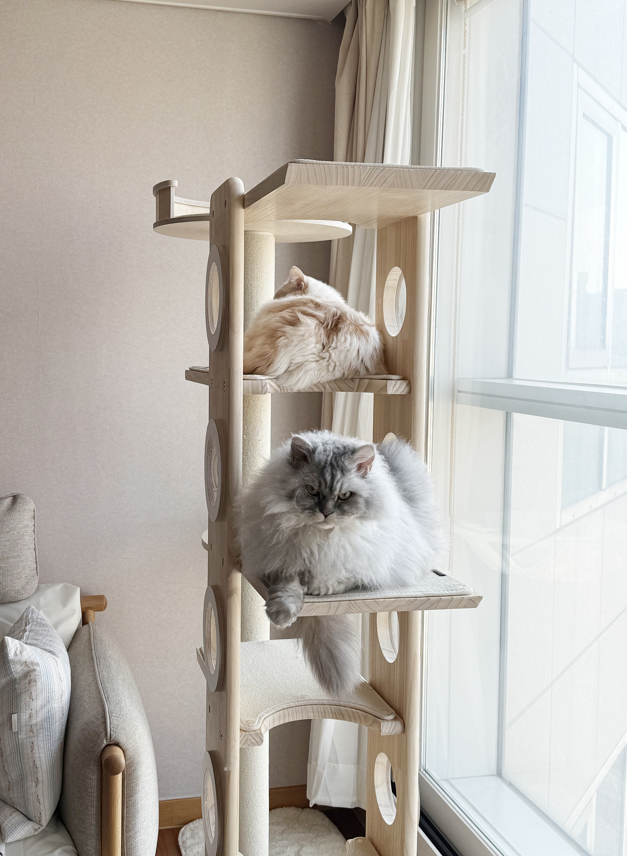 늠름대장 회장이, 날쌘돌이 베비와의 일주일