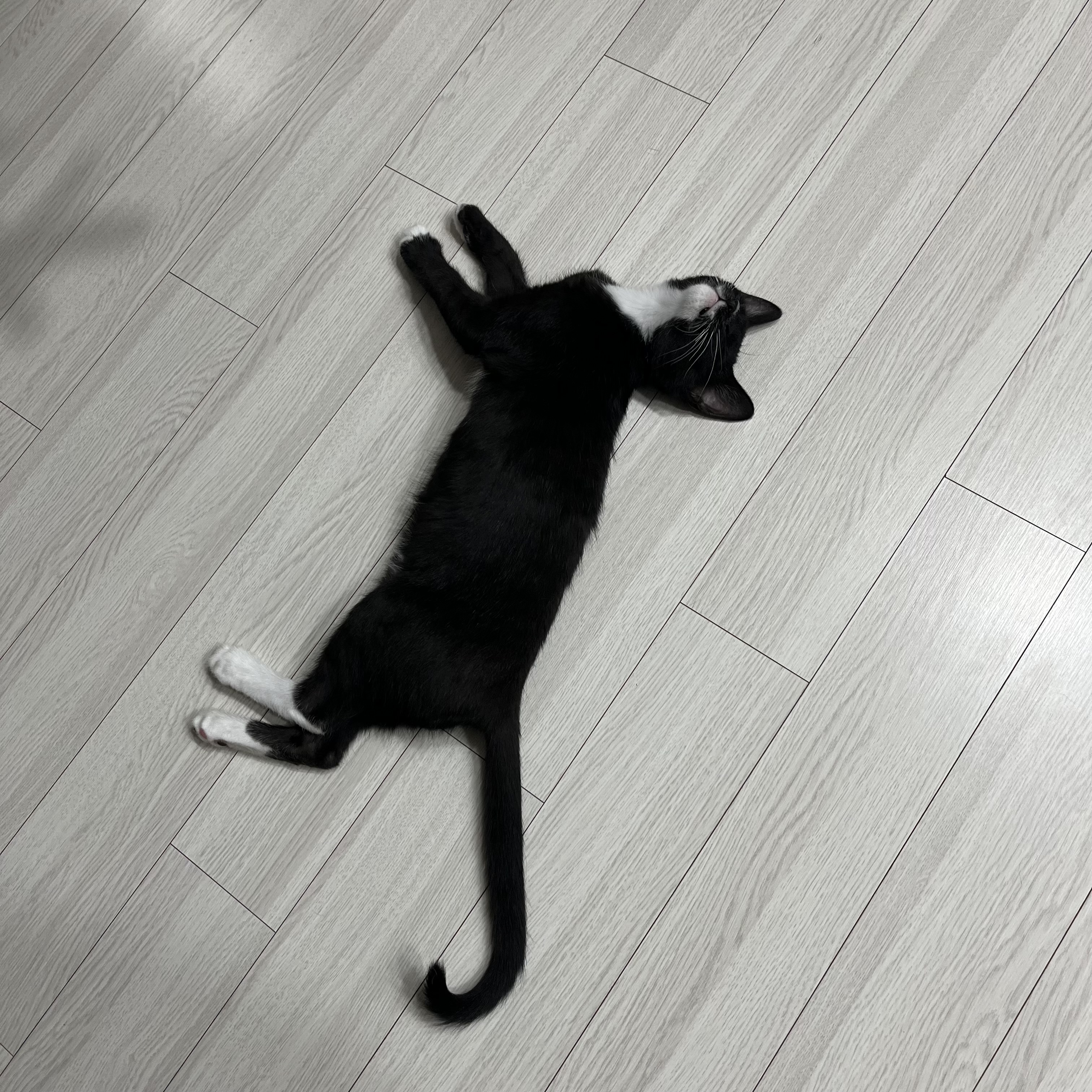 까미 3개월차 후기