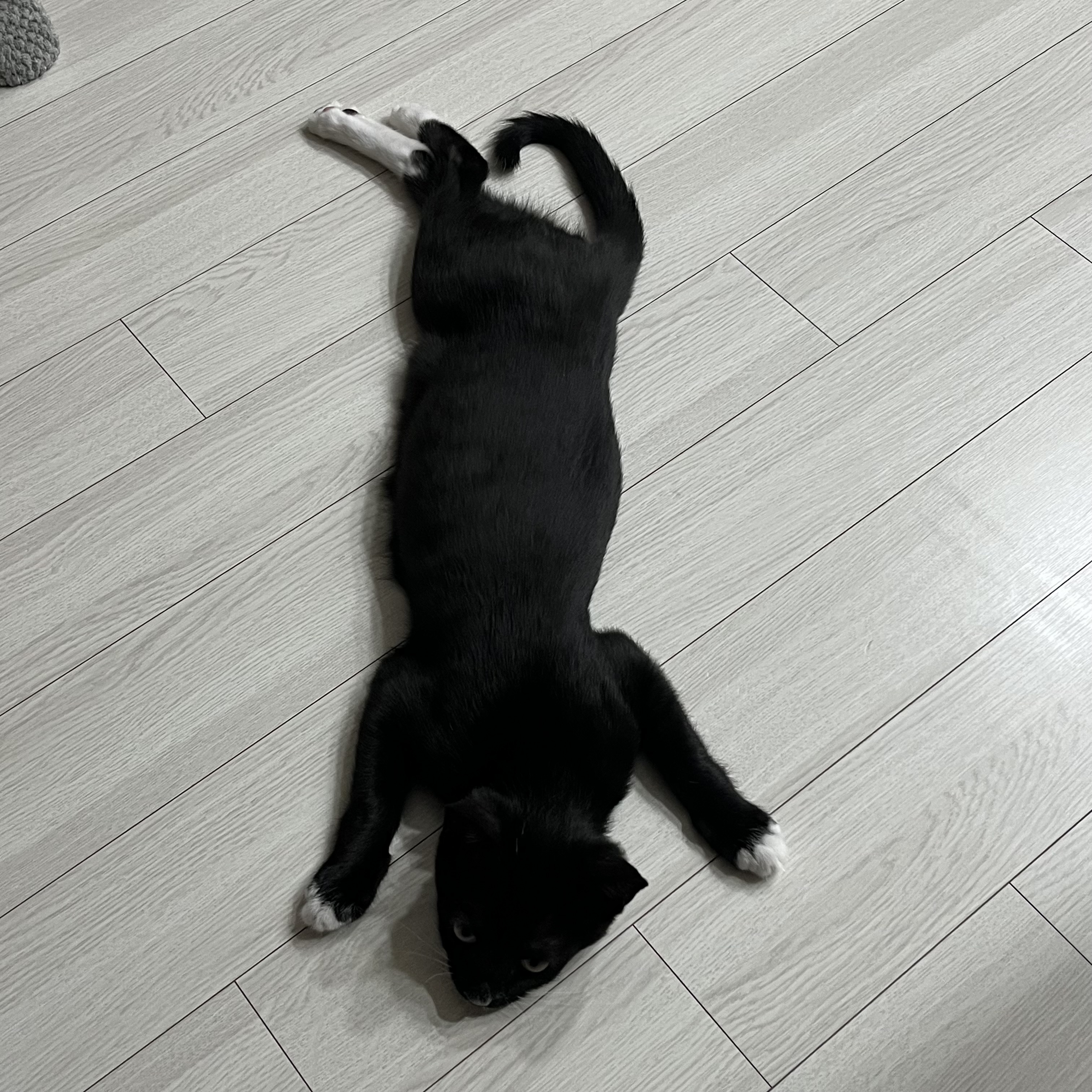 까미 3개월차 후기