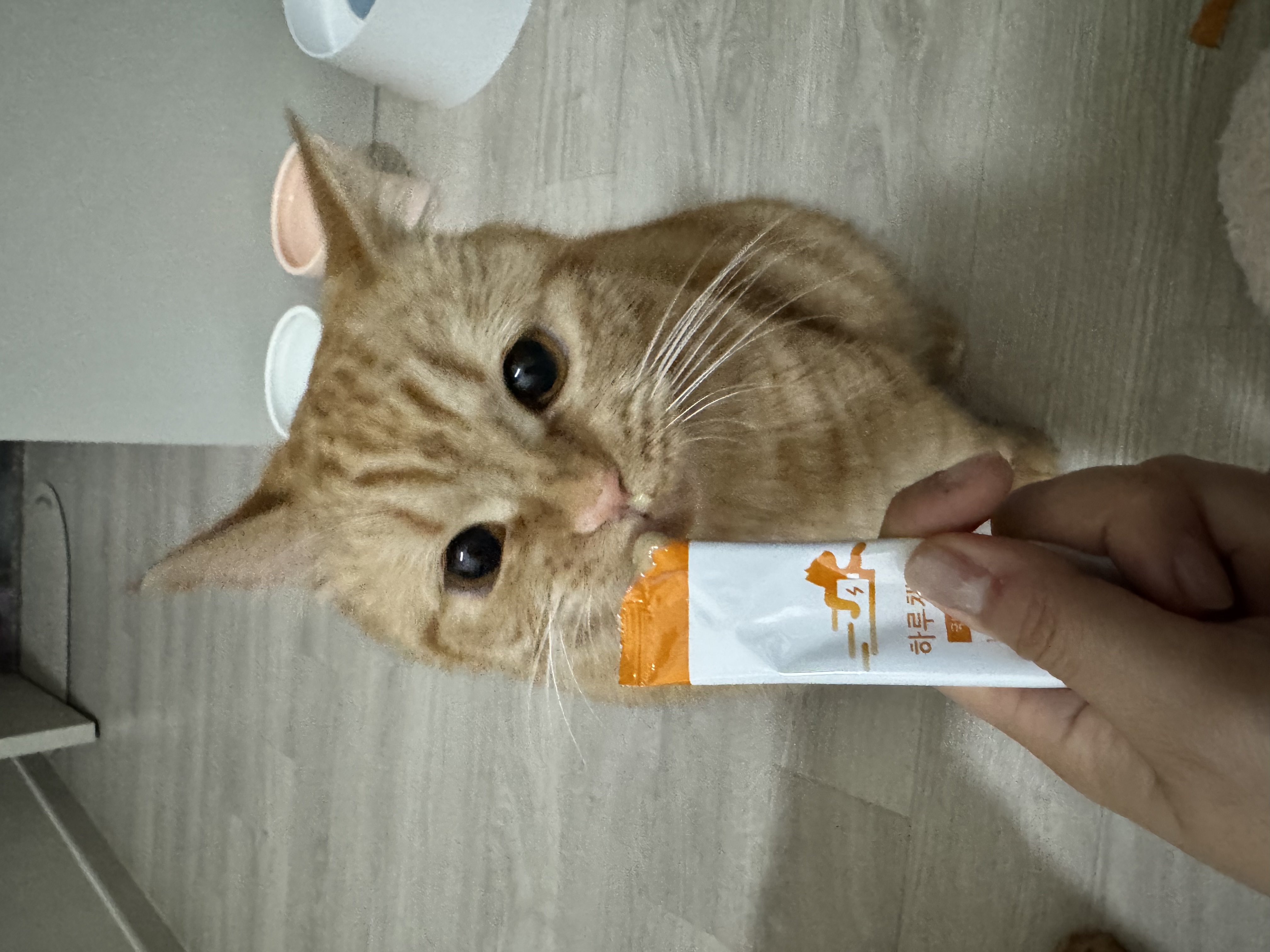 에몽이와 함께한지 벌써 1년이 넘었어요!