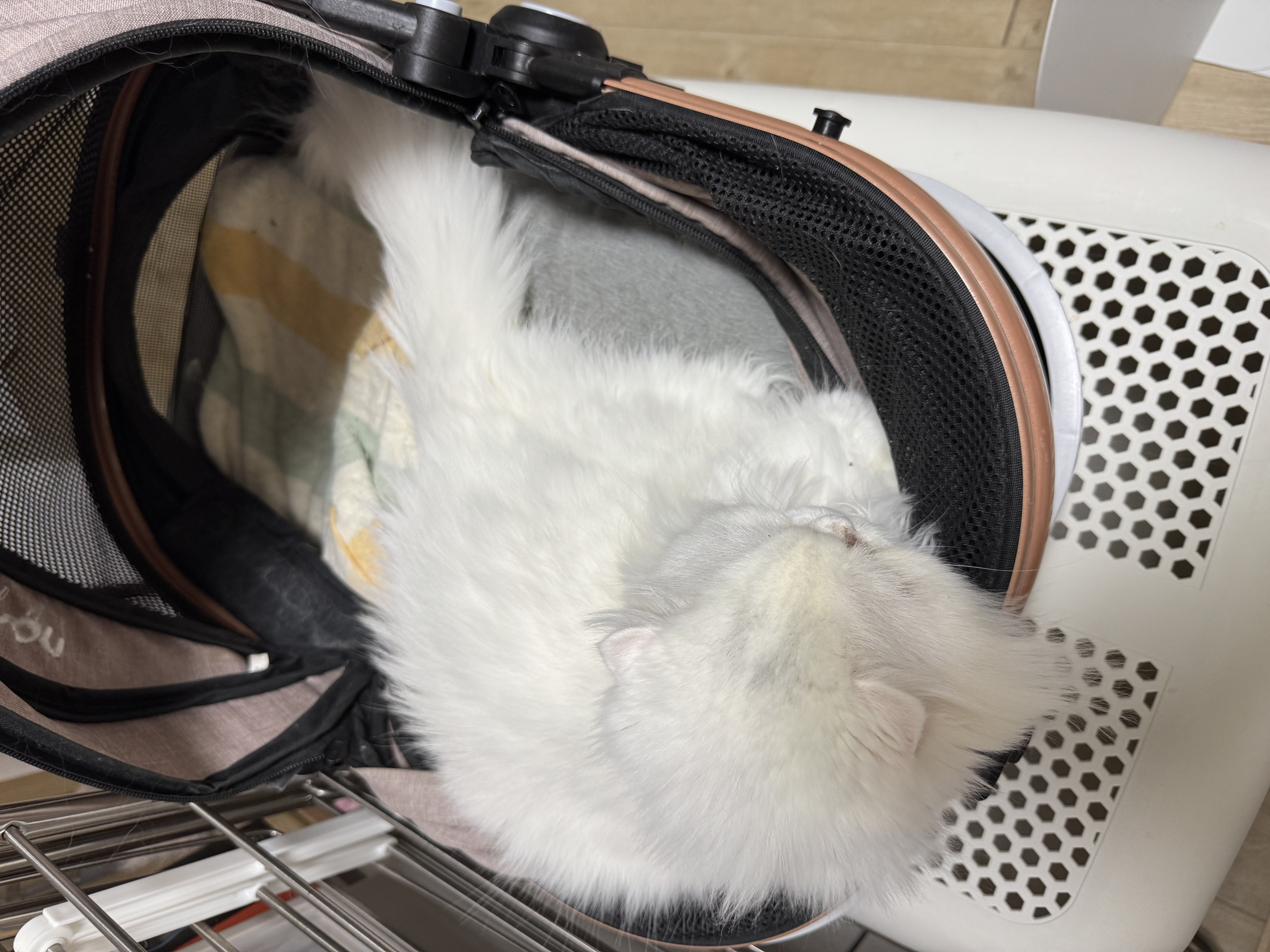 일순이 입양 후기