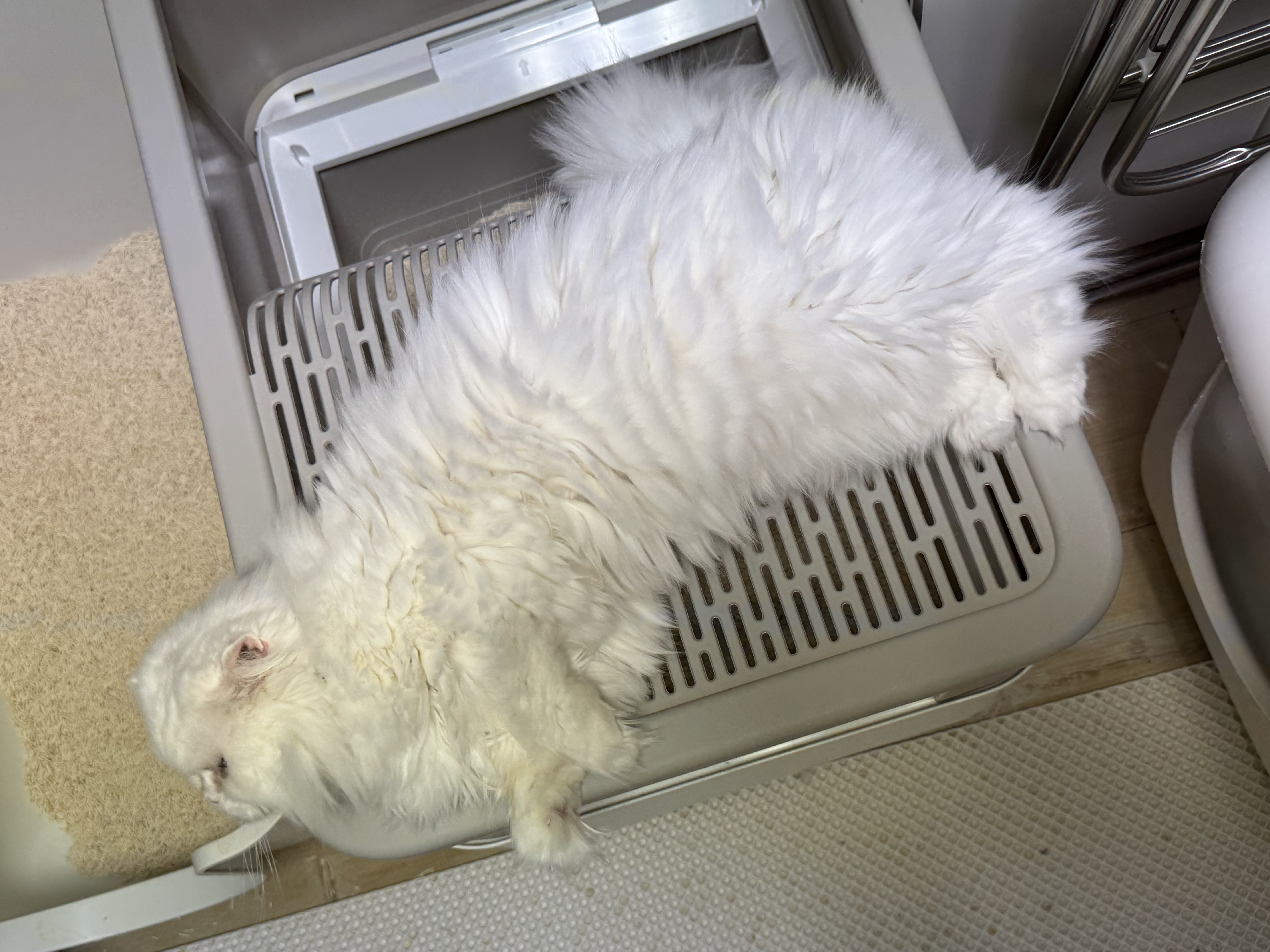 일순이 입양 후기