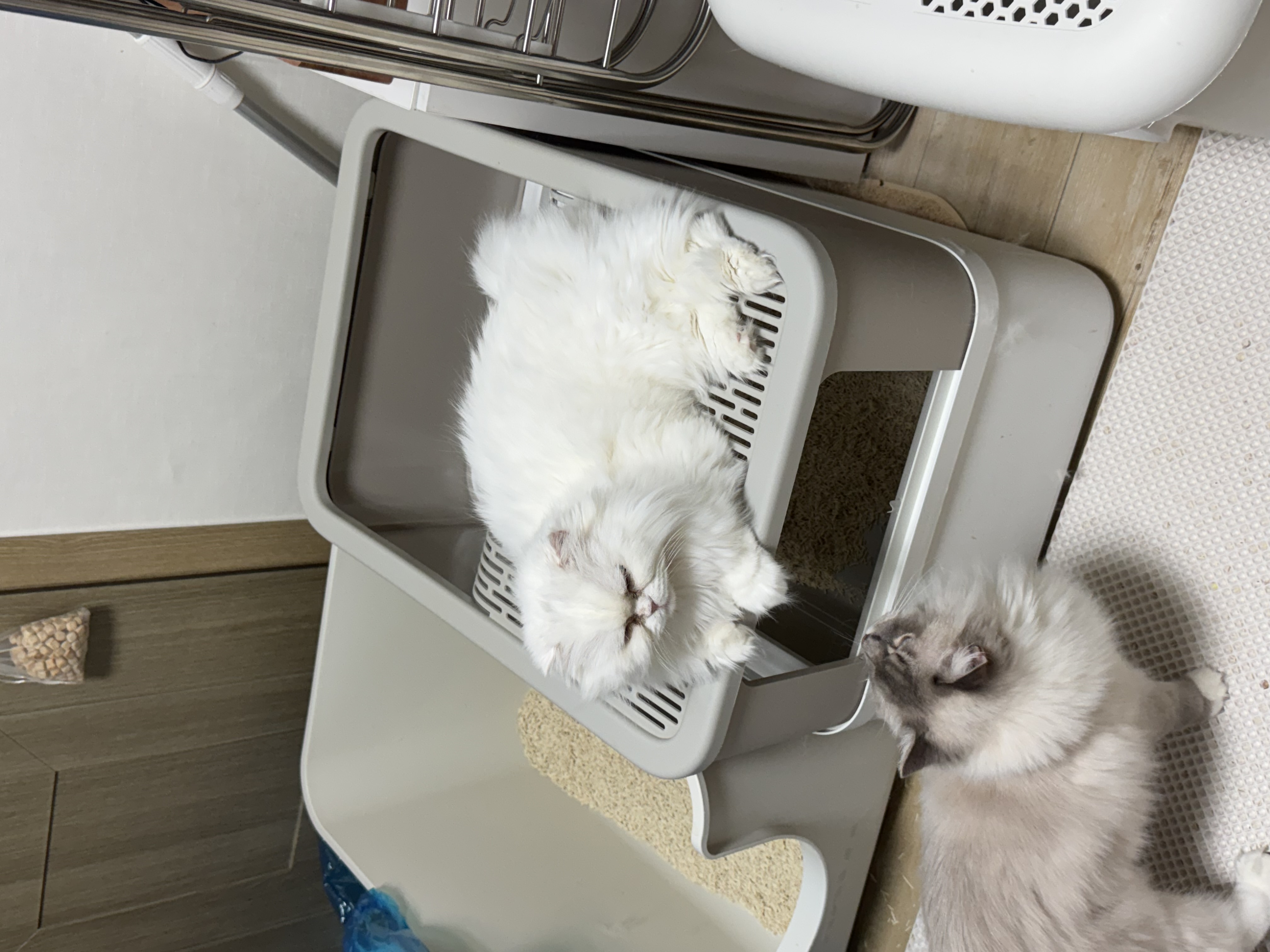 일순이 입양 후기