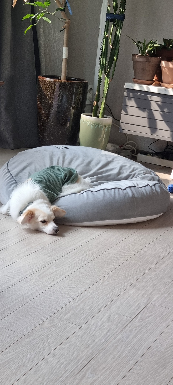 리코와 샛별이