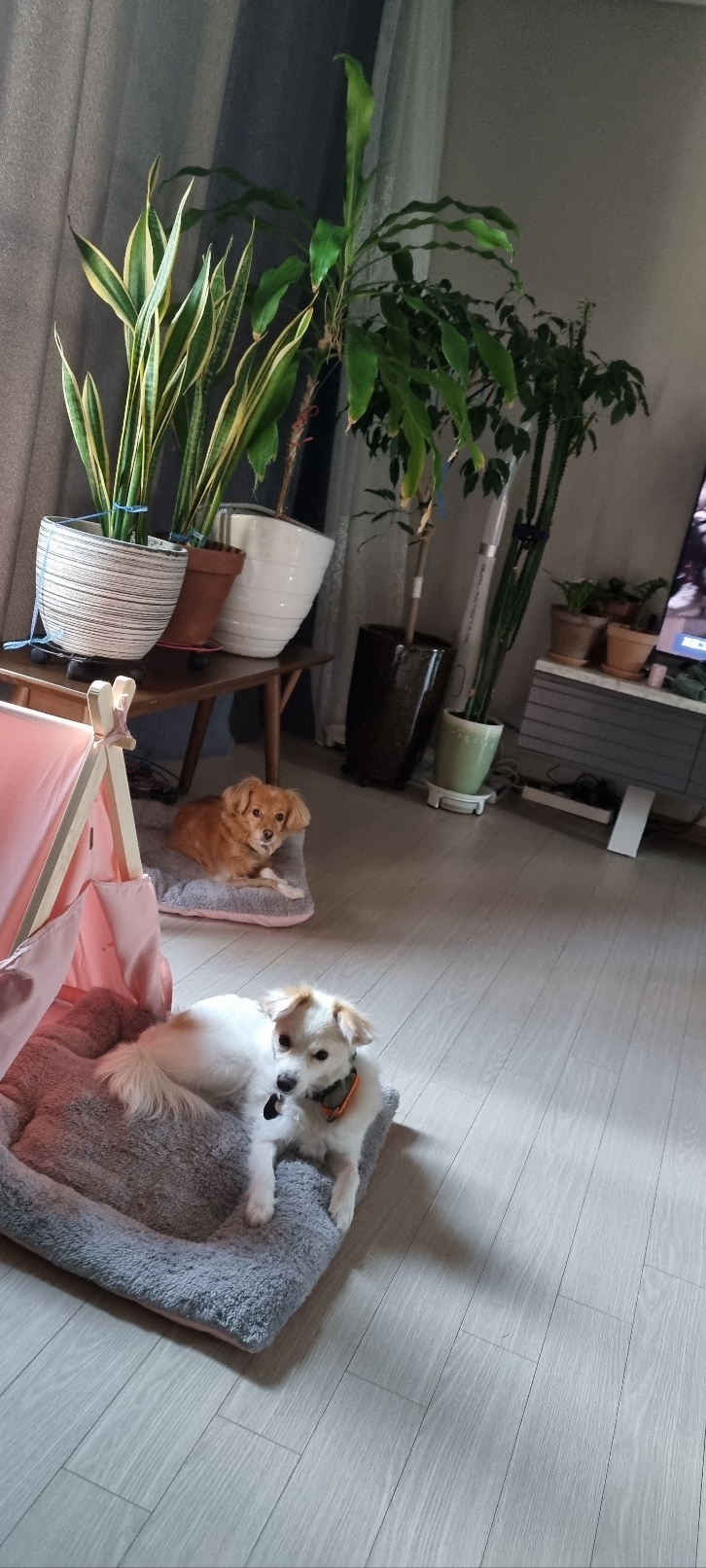 리코와 샛별이