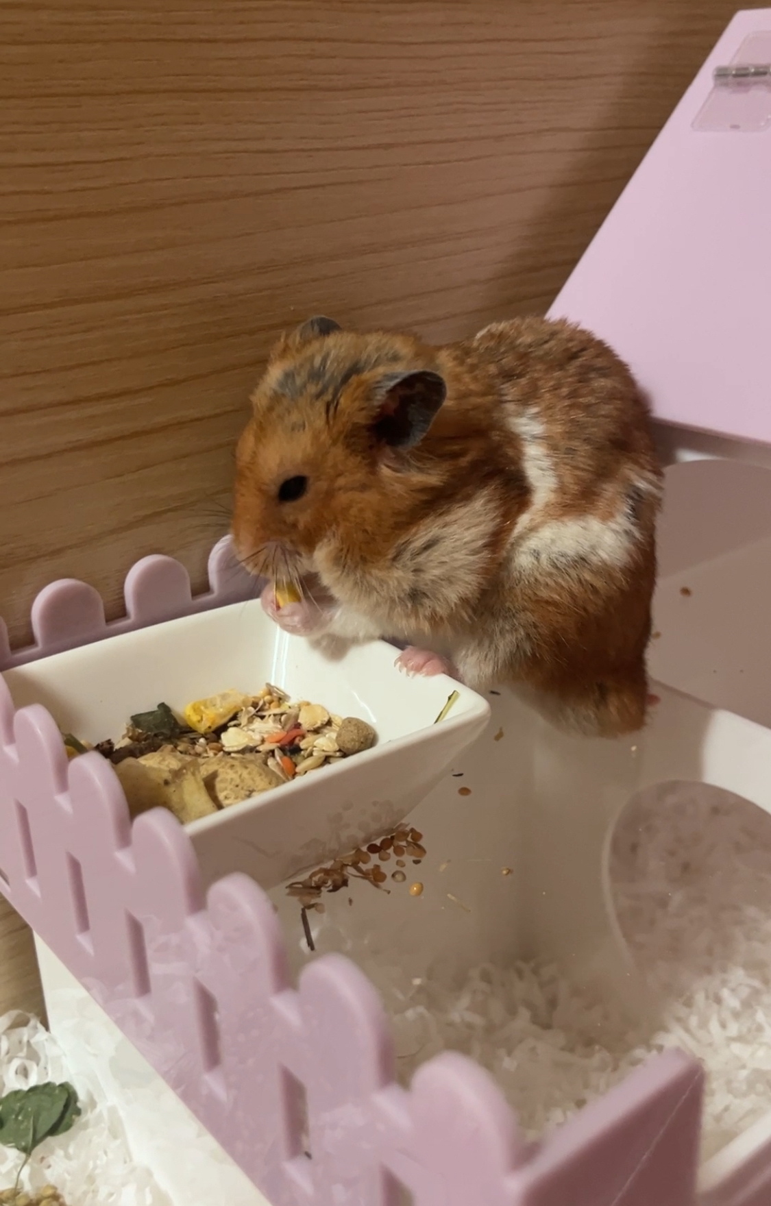 온햄이 근황