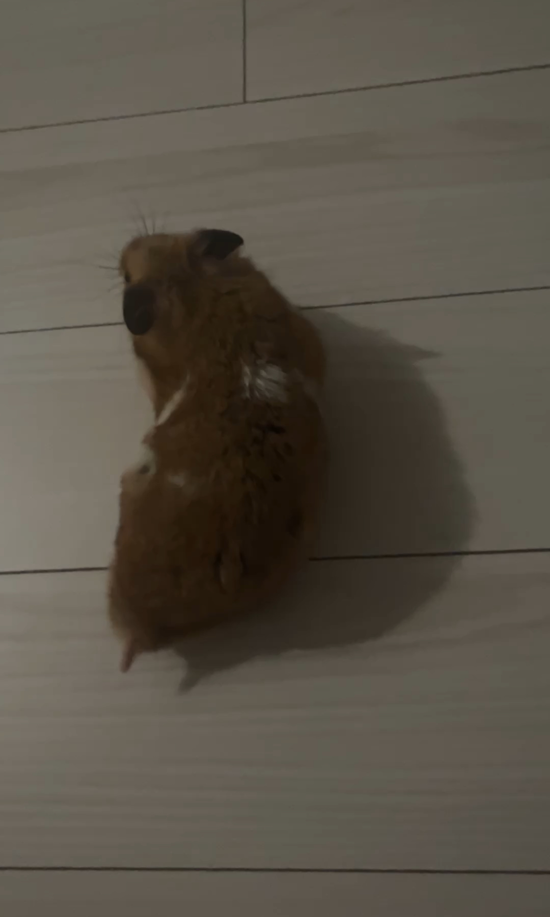 온햄이 근황