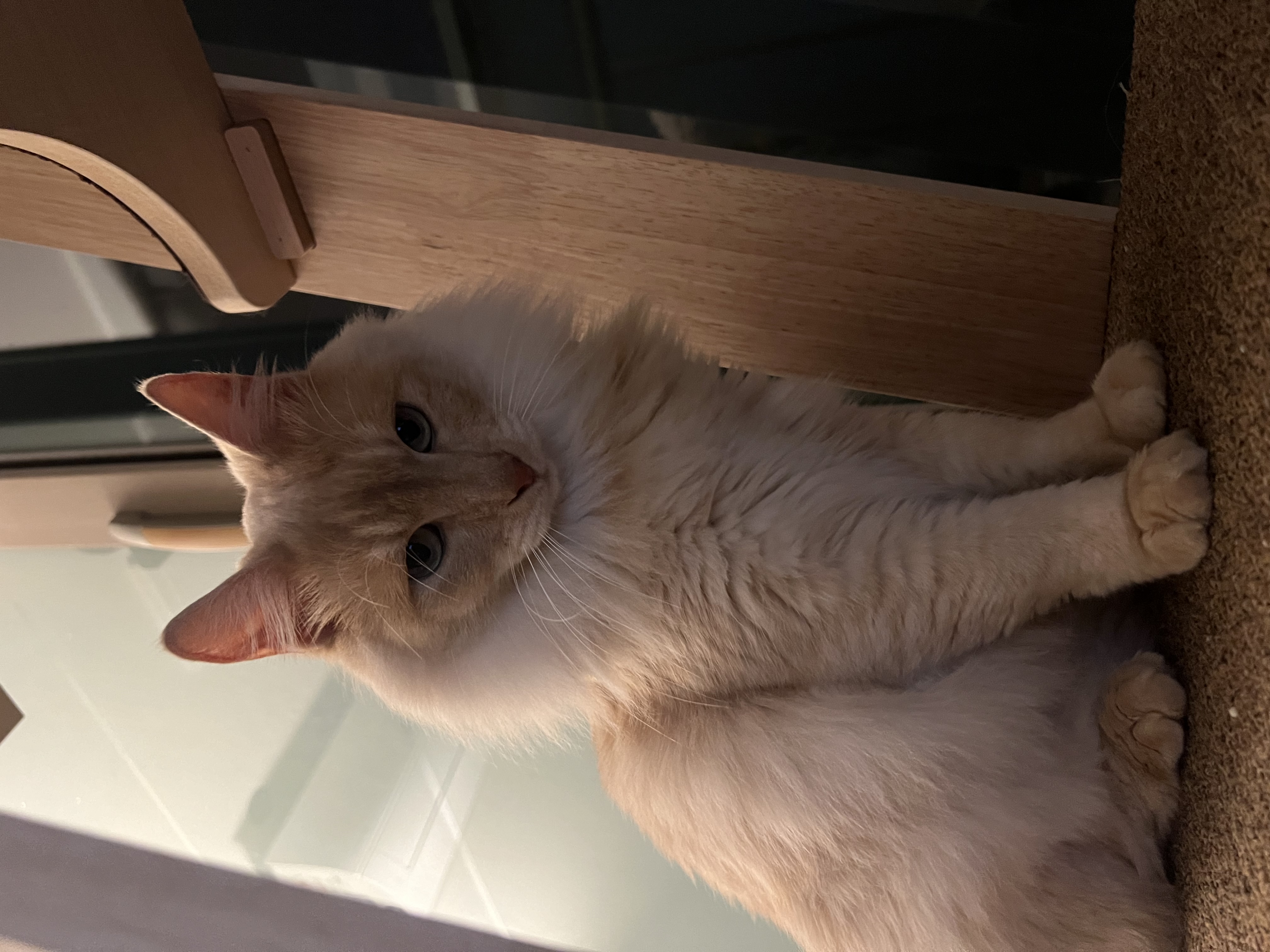 이순이 모이 입양 후 이야기