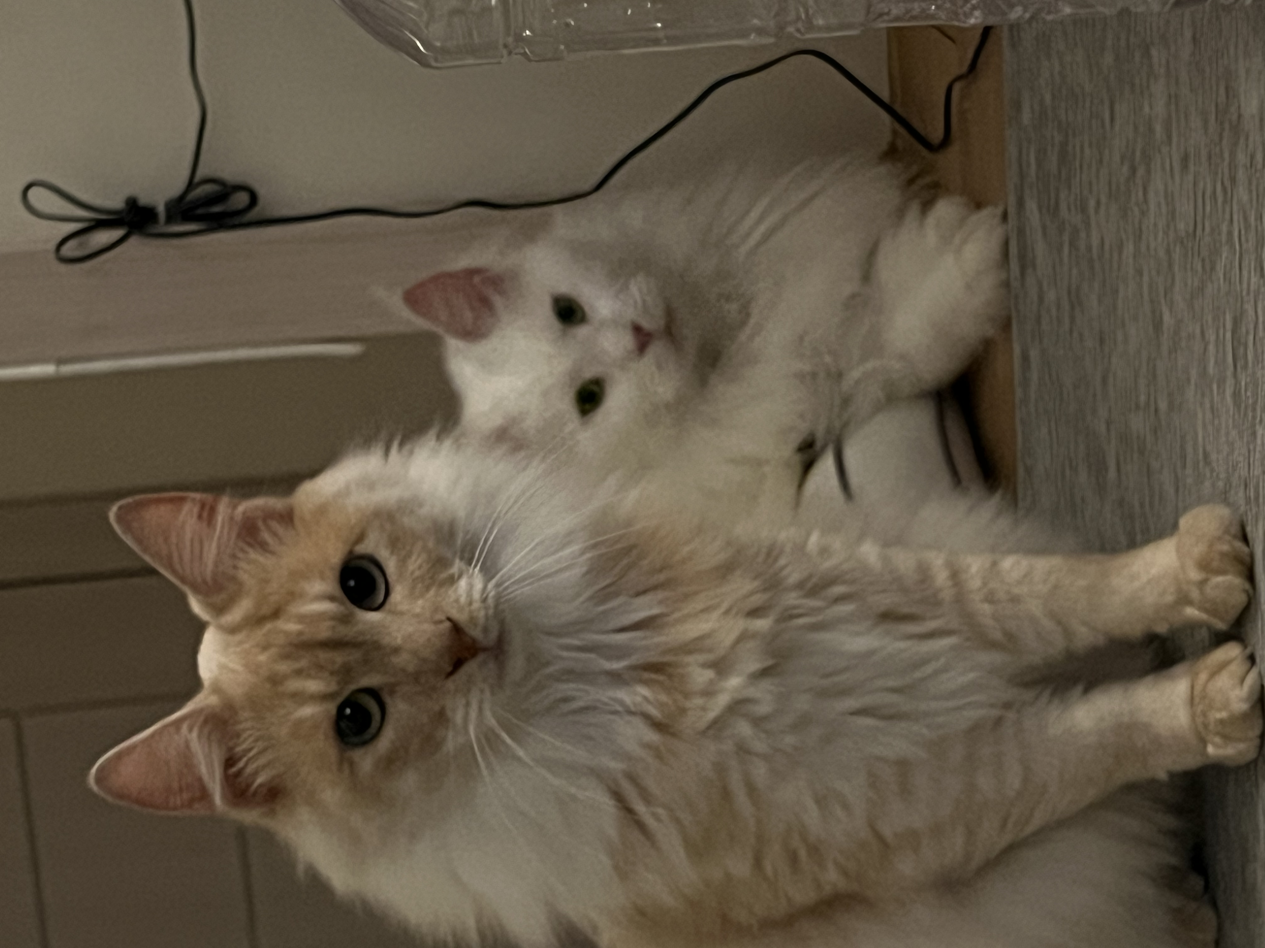 이순이 모이 입양 후 이야기