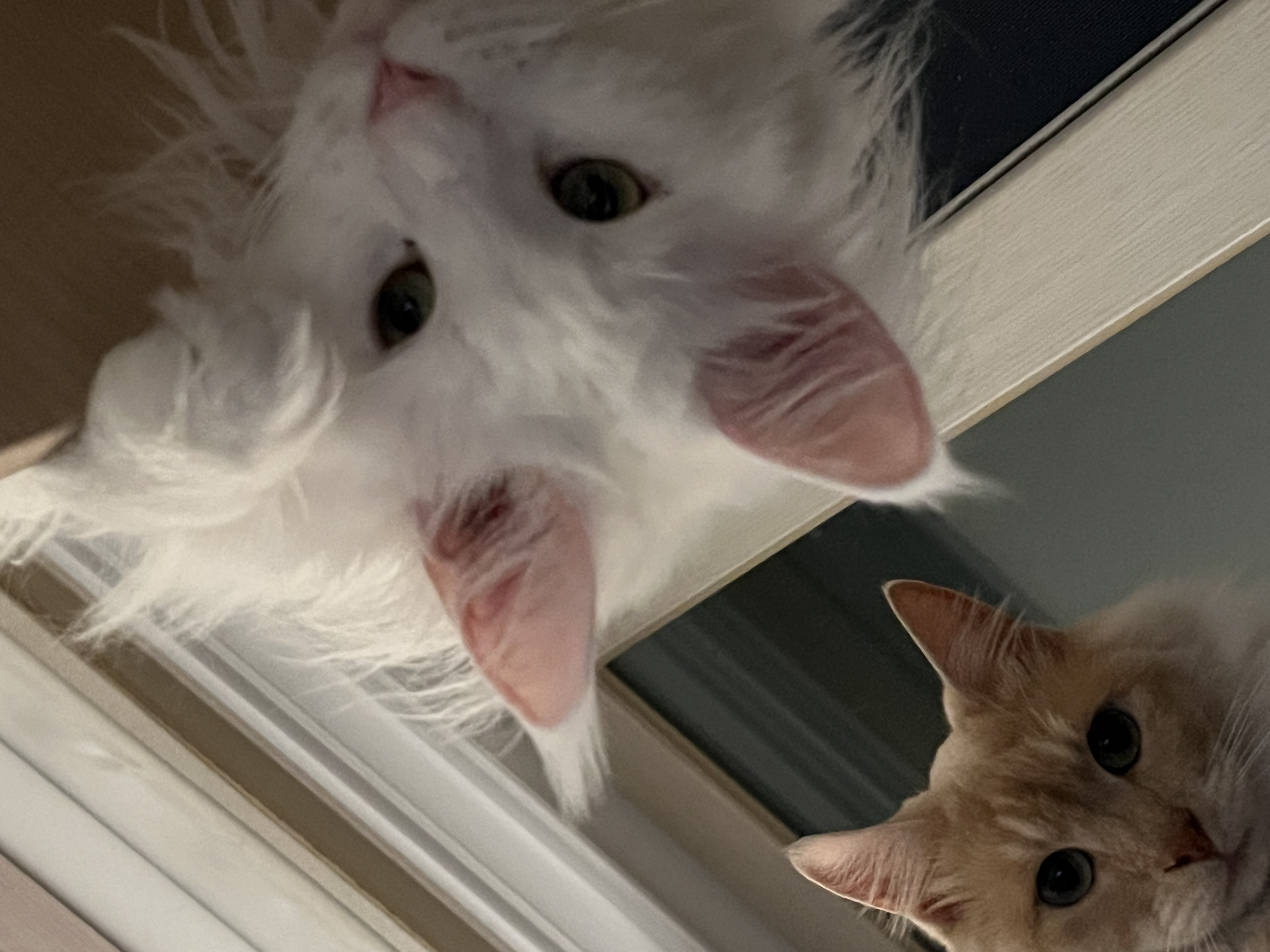 이순이 모이 입양 후 이야기