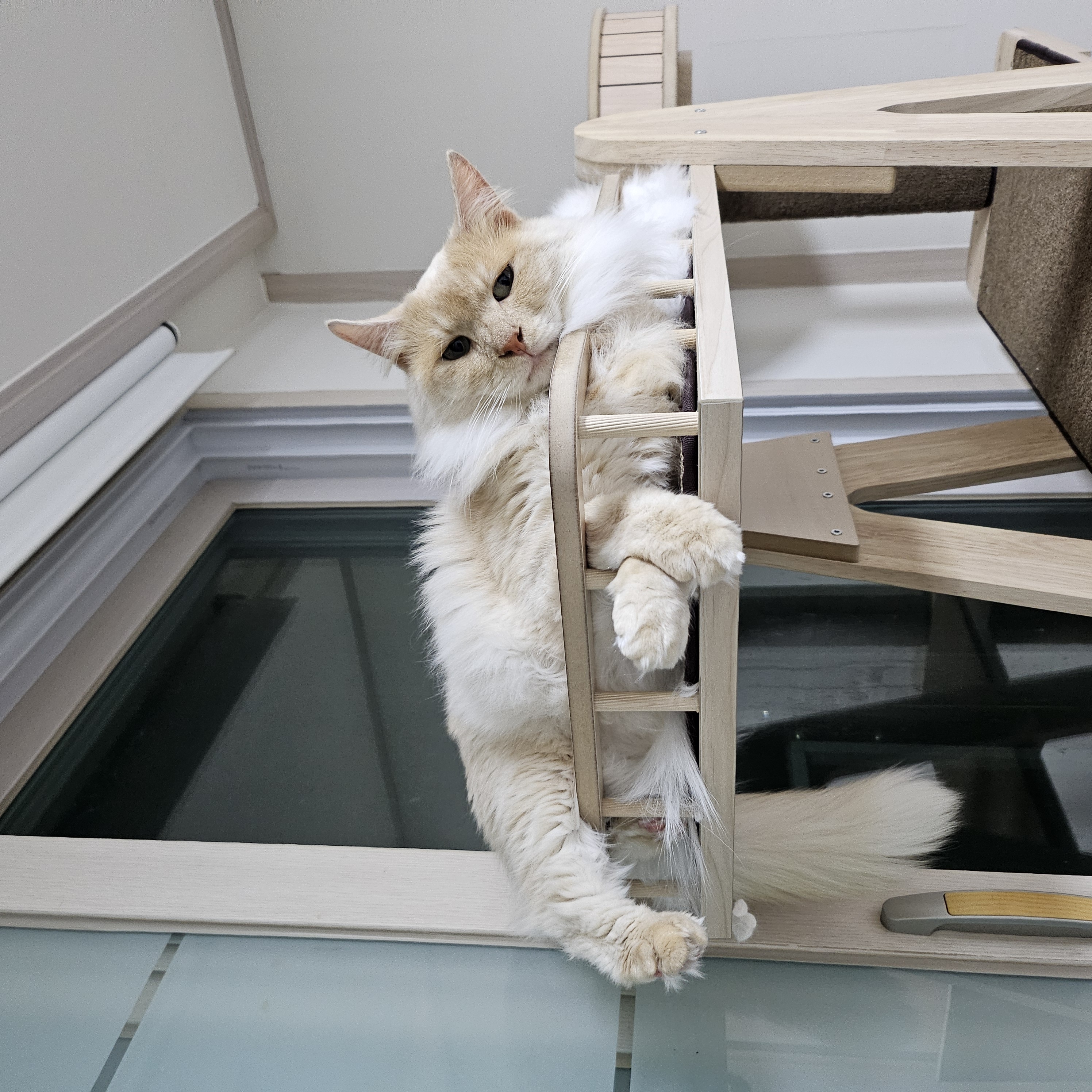 이순이 모이 입양 후 이야기