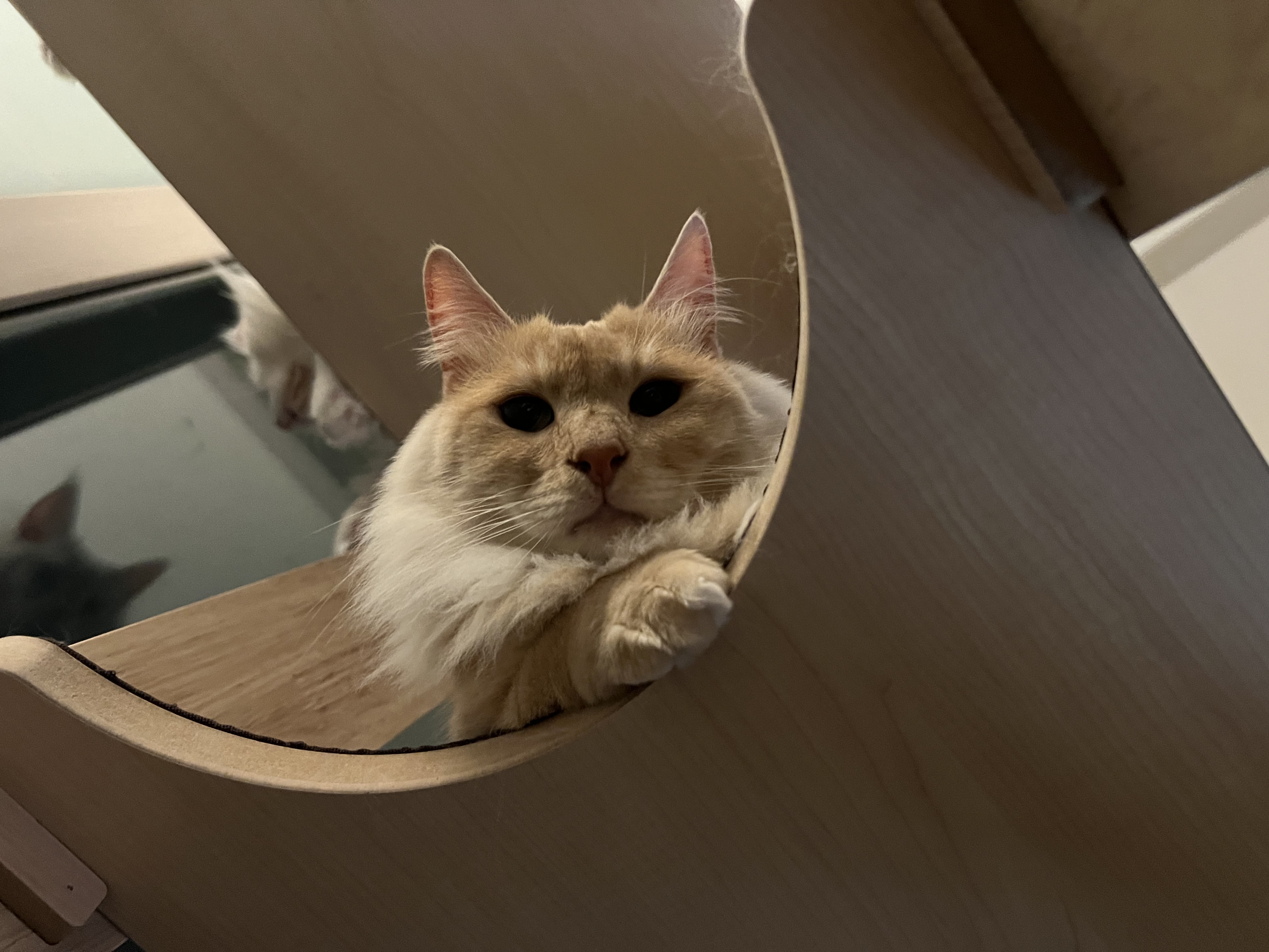 이순이 모이 입양 후 이야기