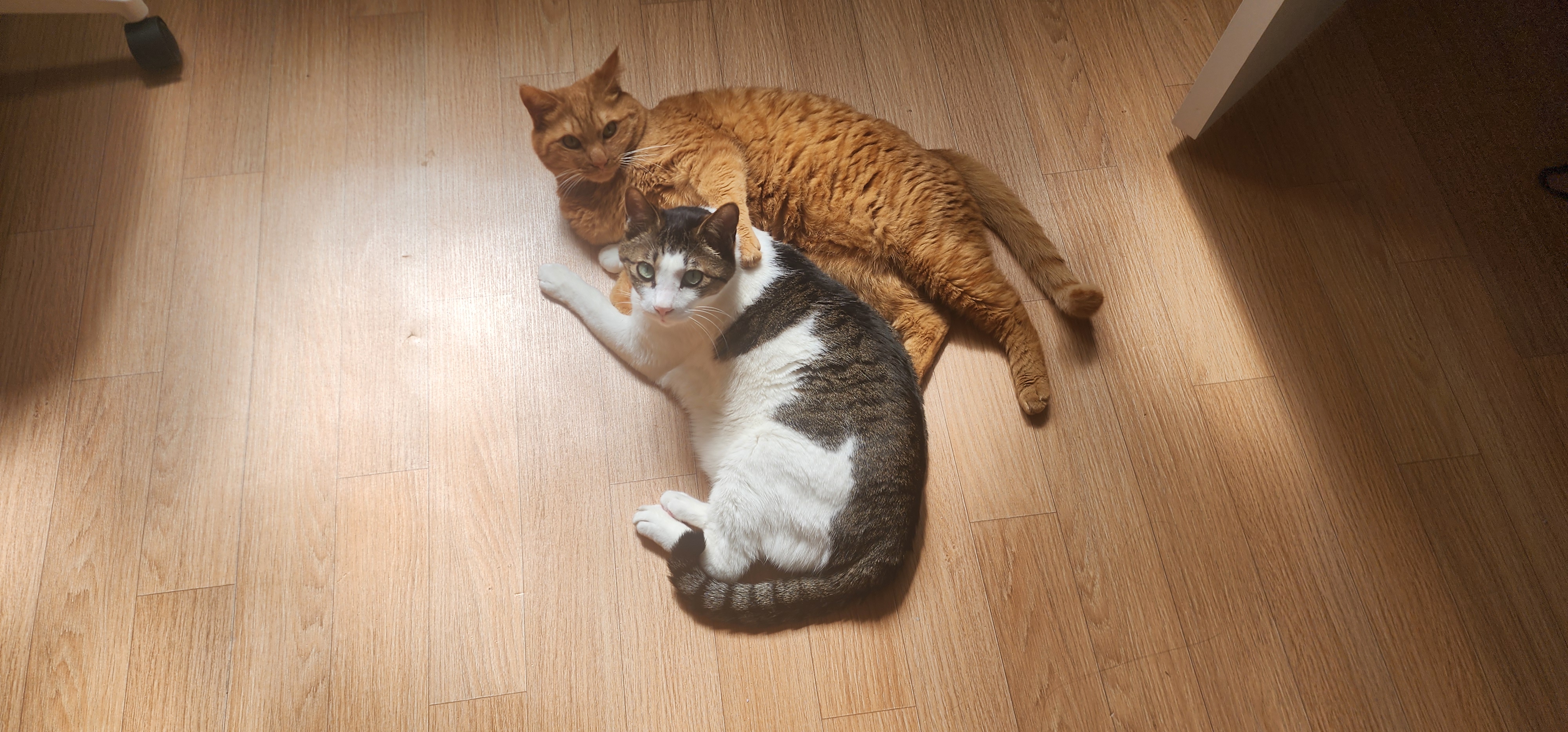 미야랑 함께한 추억