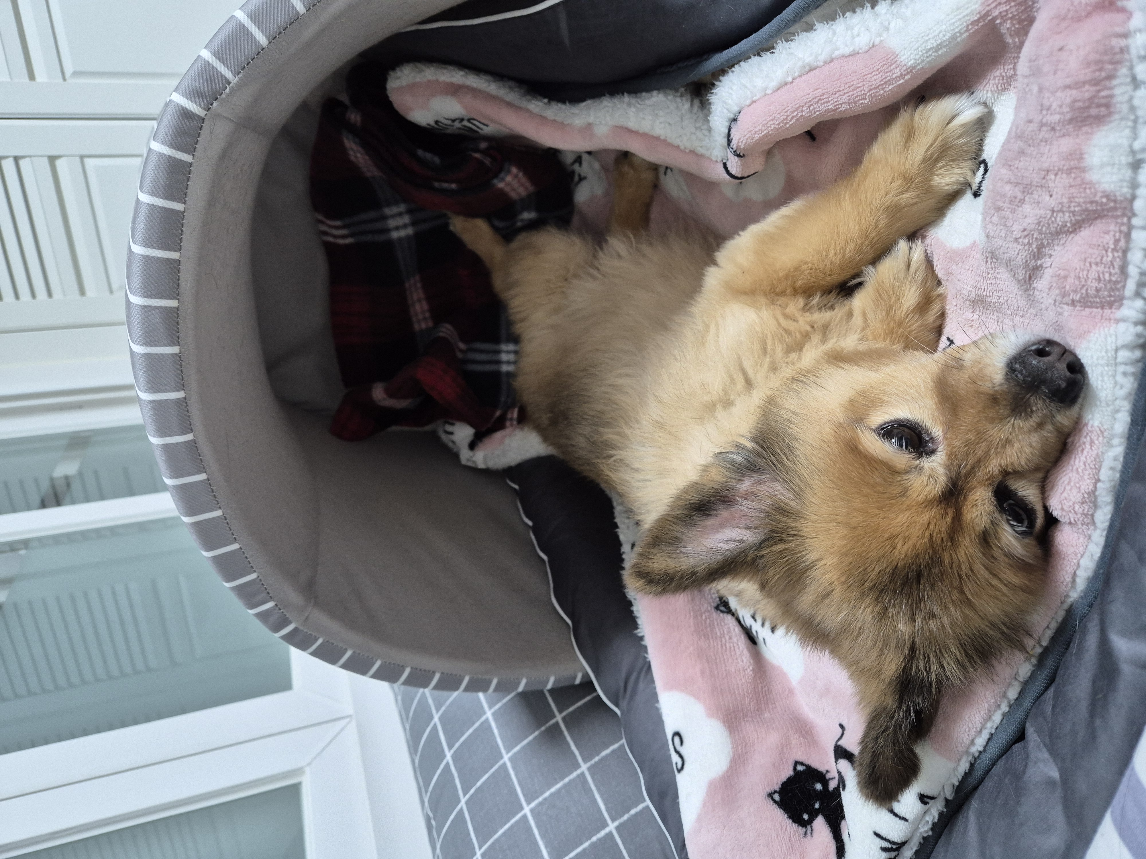 우리 멜란이 4년 넘고 5년째들어가요