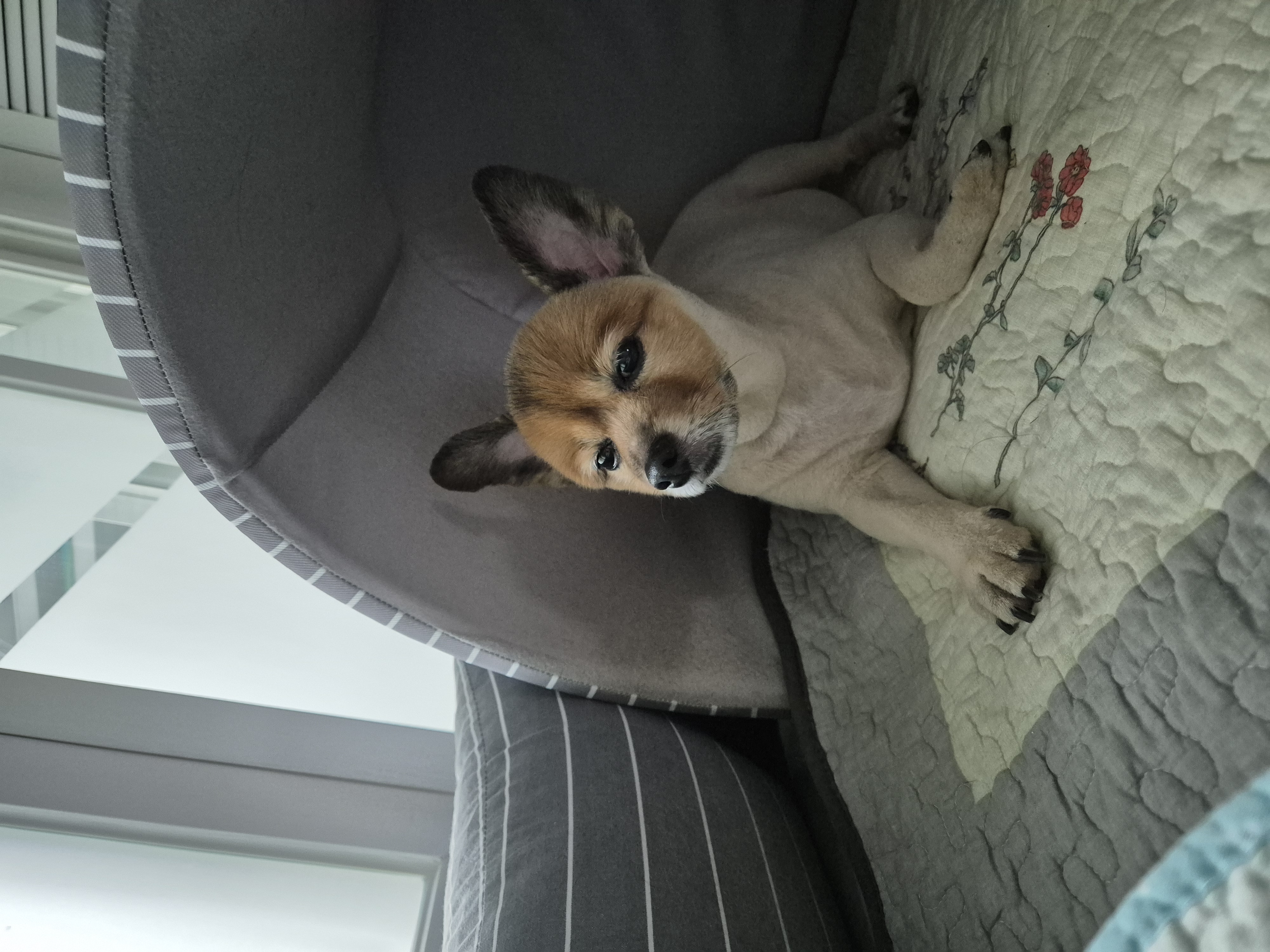 우리 멜란이 4년 넘고 5년째들어가요