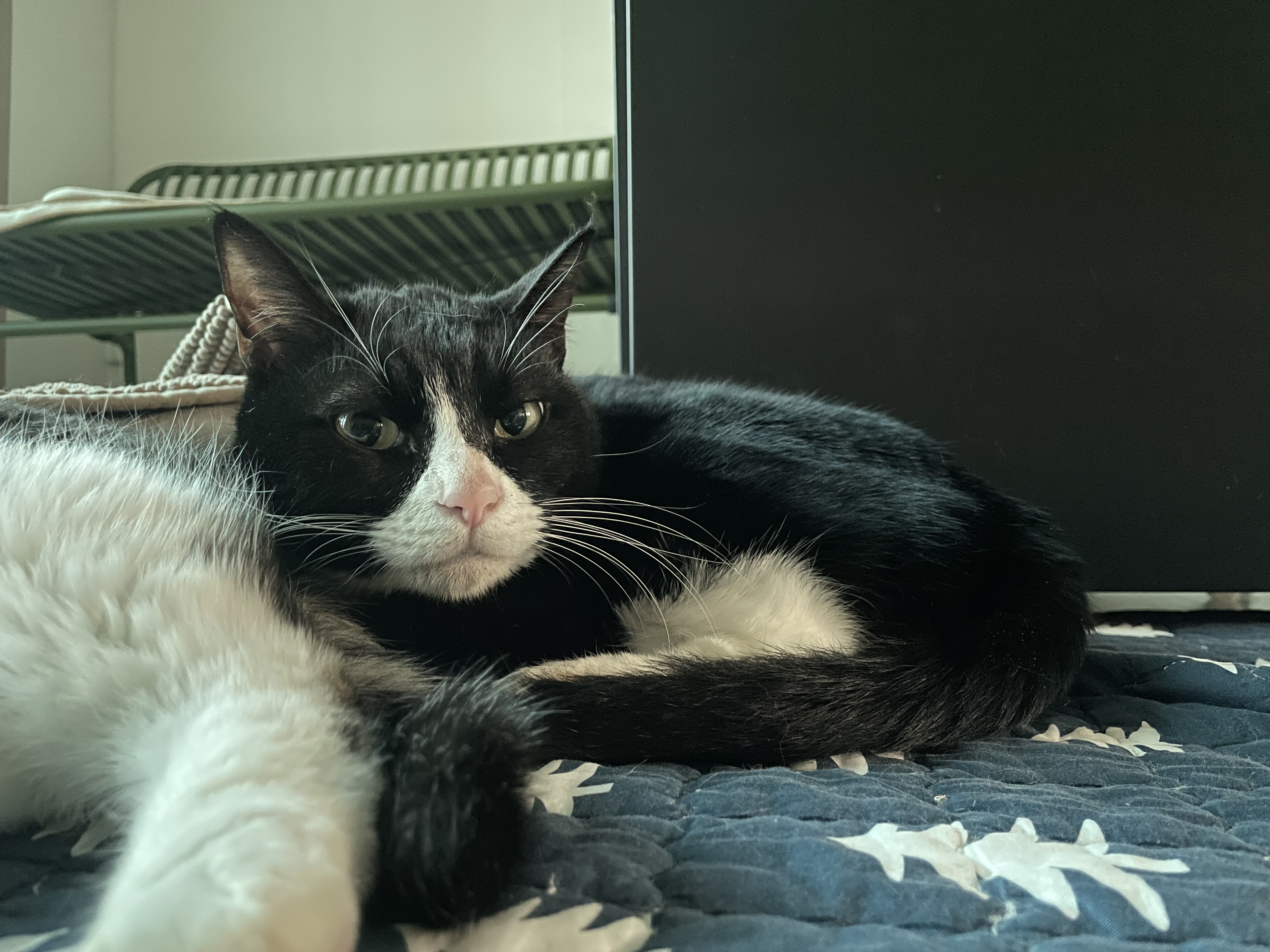 설이 (구, 쮸니) 입양 1년 후기