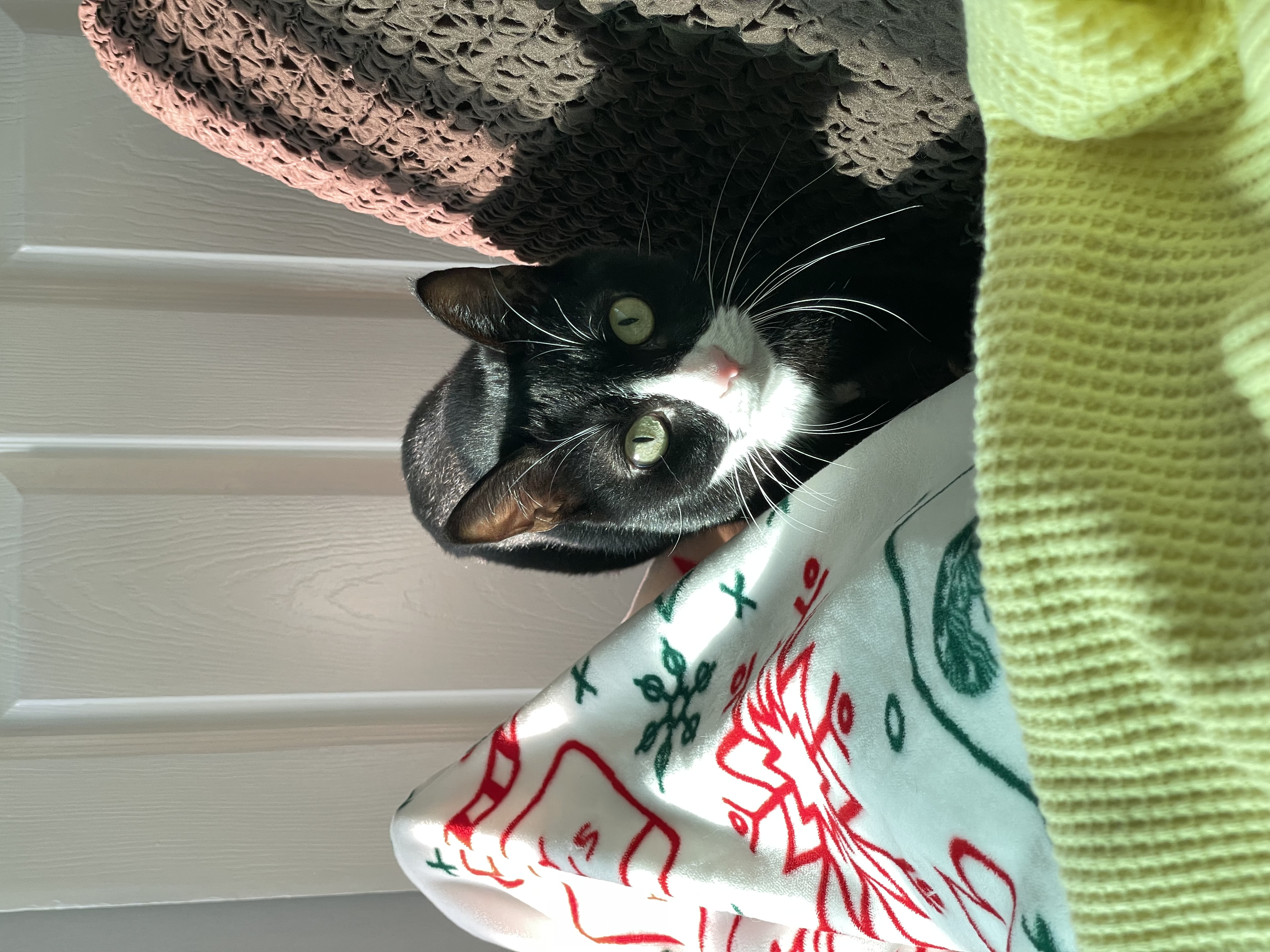 설이 (구, 쮸니) 입양 1년 후기