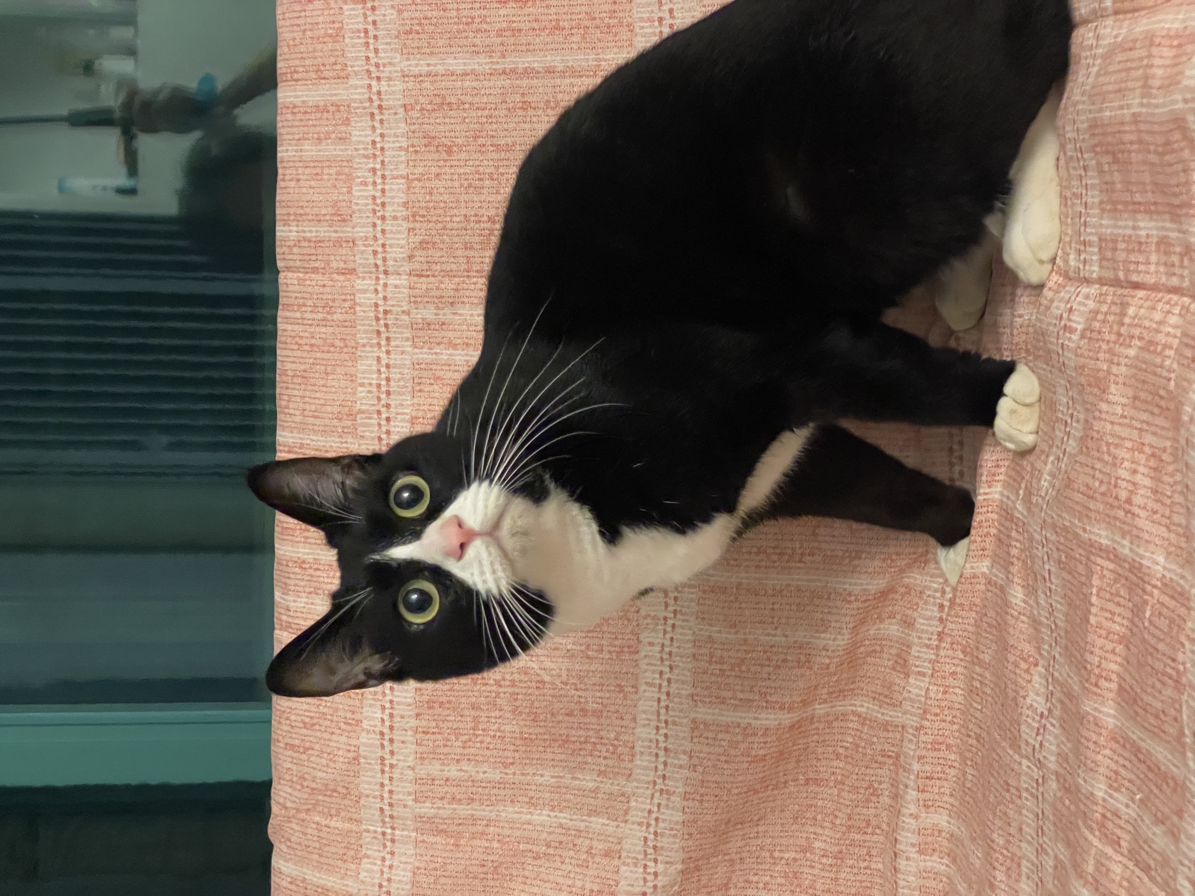 설이 (구, 쮸니) 입양 1년 후기