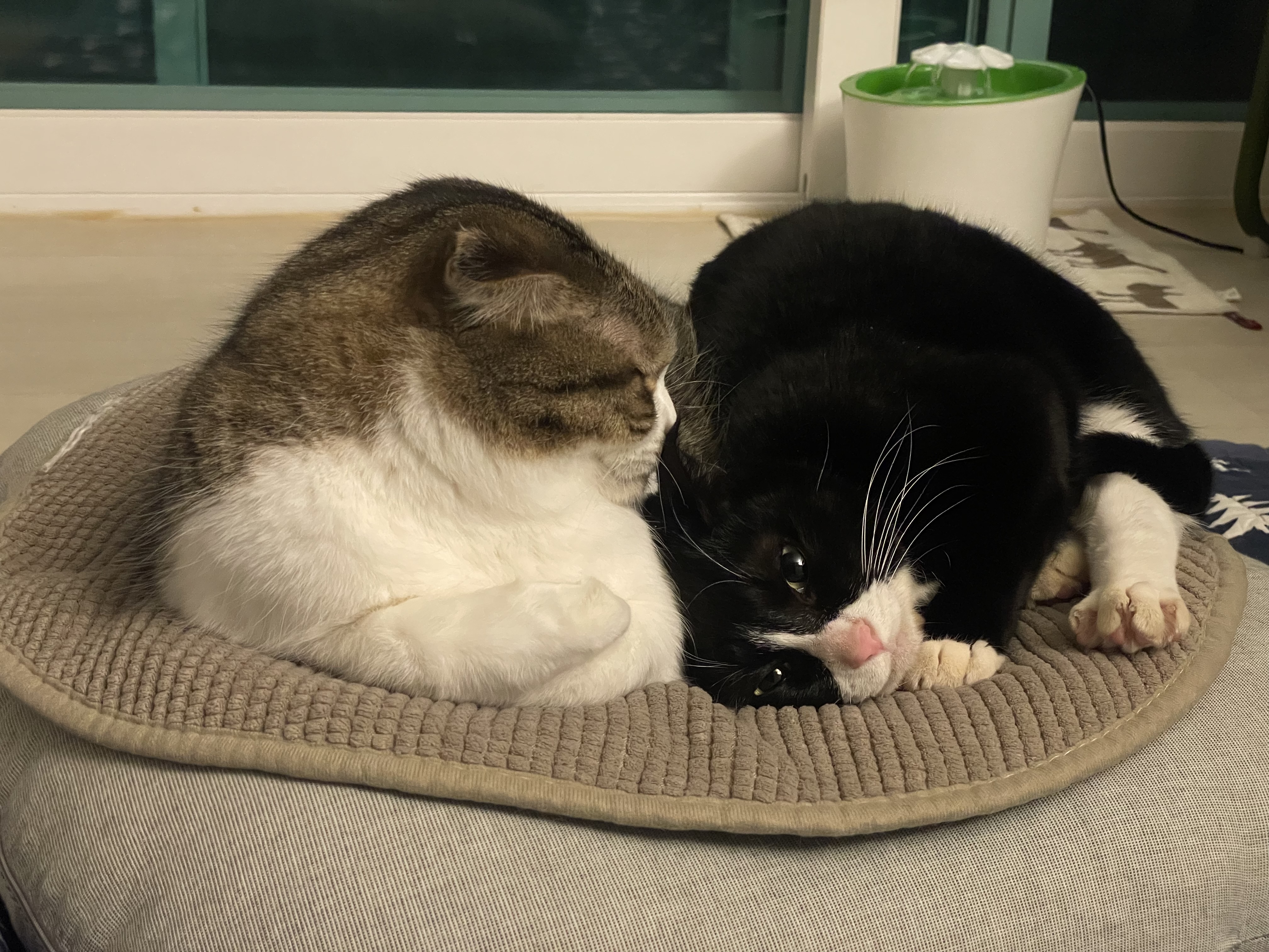 설이 (구, 쮸니) 입양 1년 후기