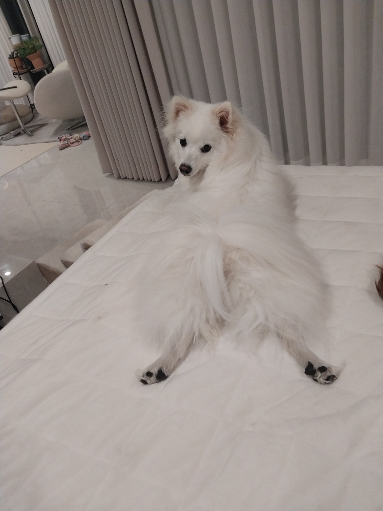 하니 ( 꼬야) 의 치명적인 뒤태...