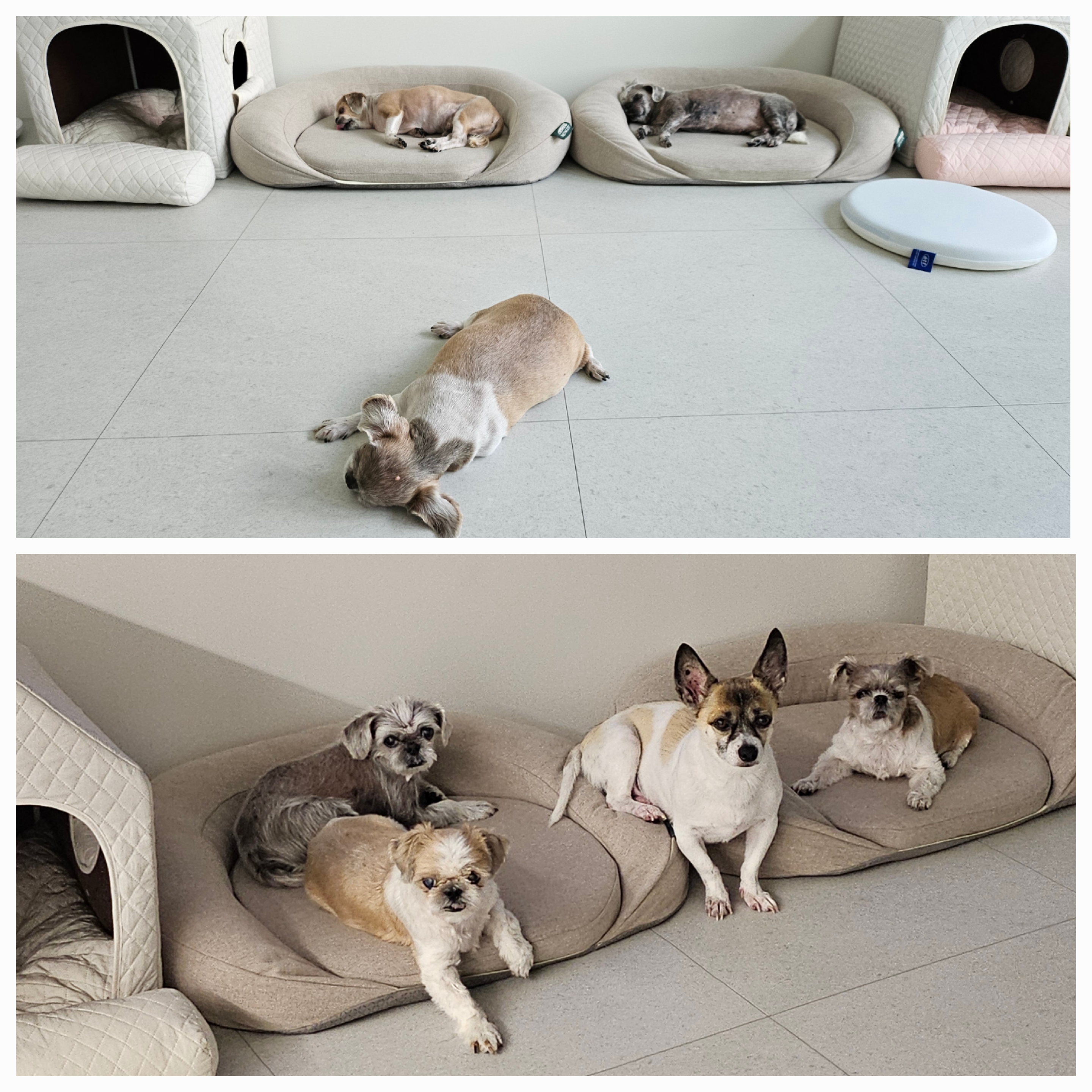 율무,수수(춘식) 2년 후기입니다.
