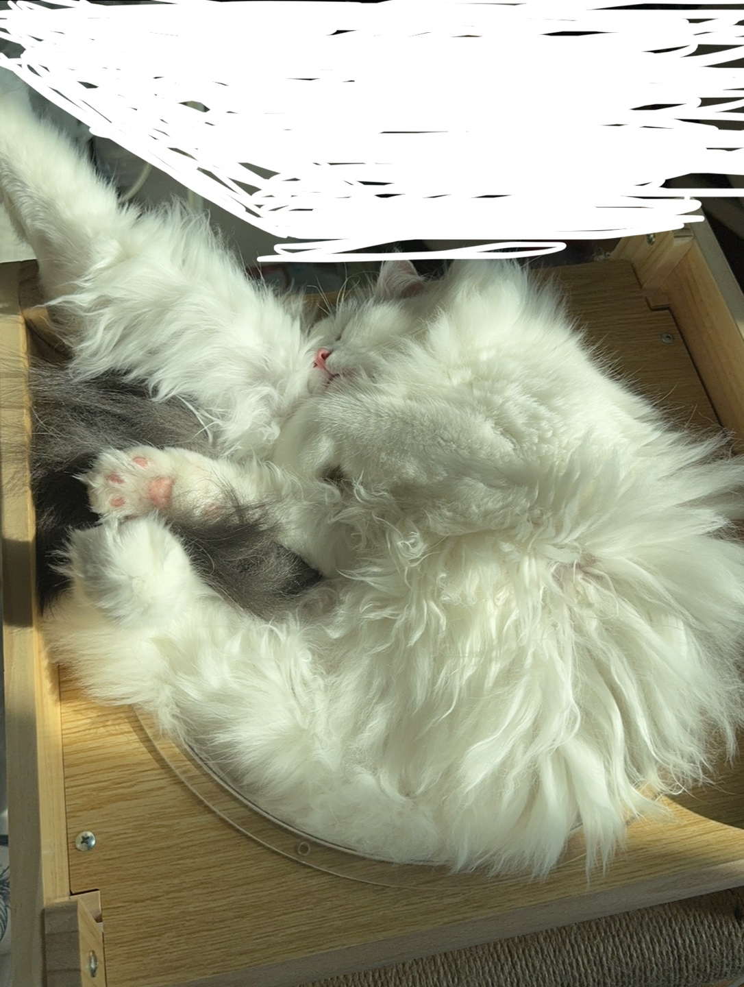 채운이는 여전히 잘 지냅니다! (일 년 후기)