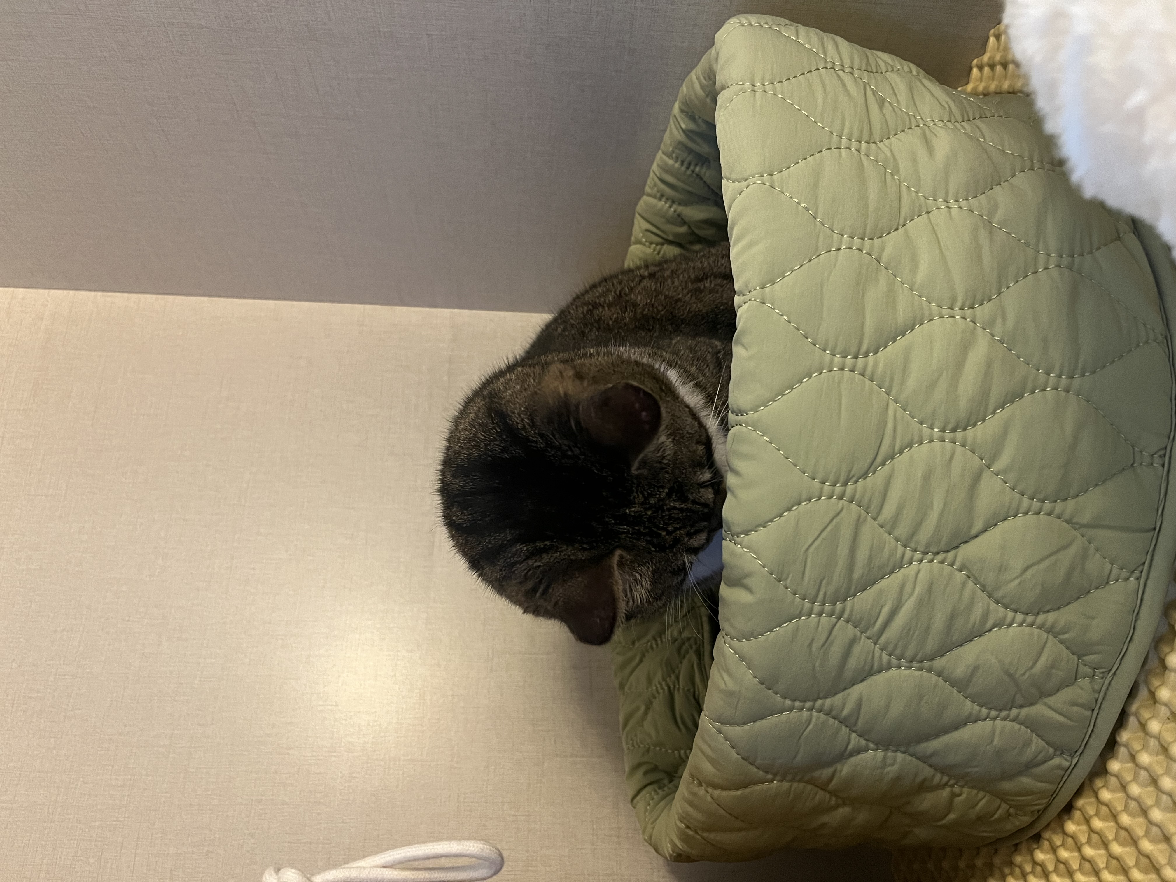 호란이의 집밥생활 일주일! 