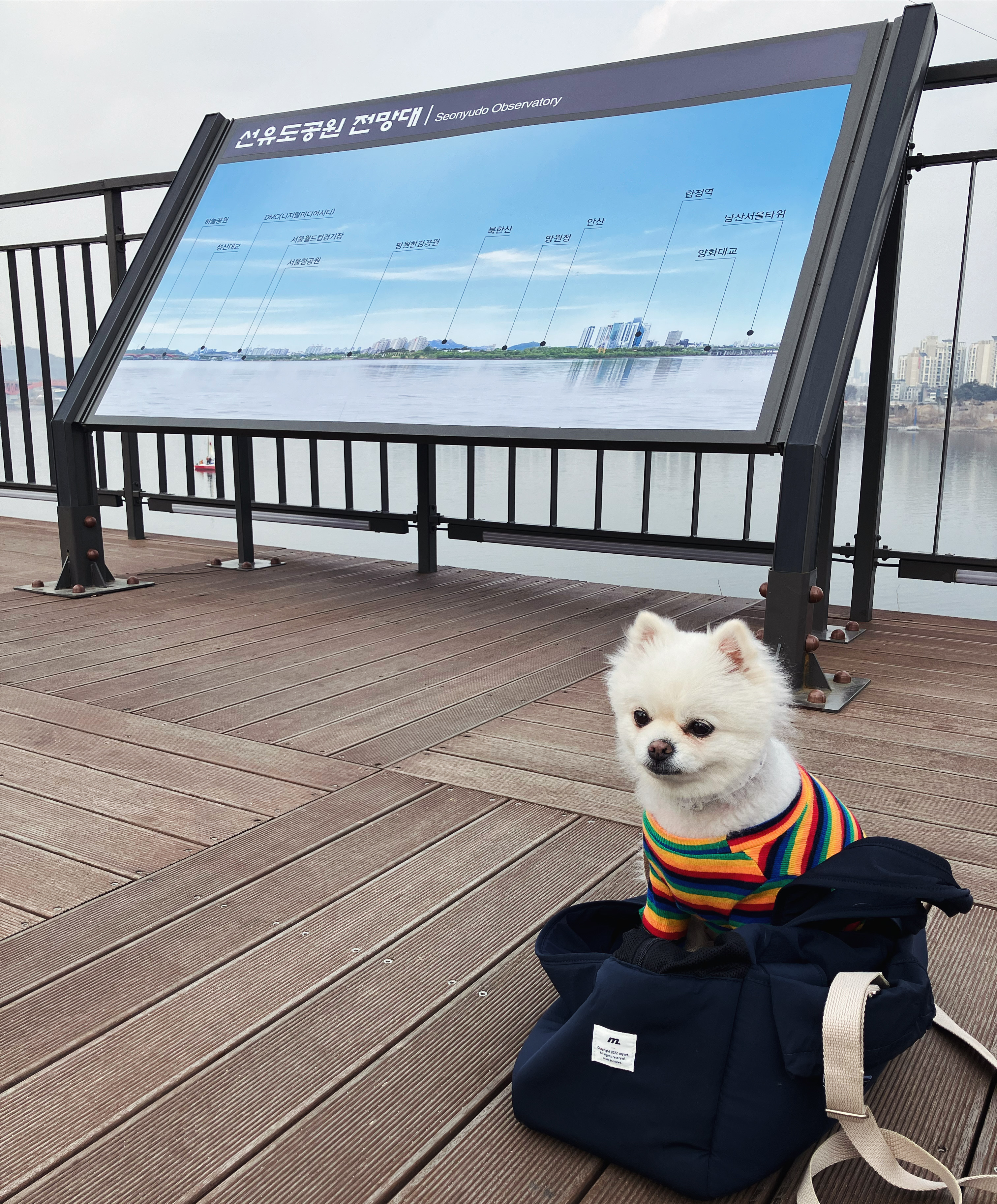 잔디 석 달간의 임시보호를 마치고 입양합니다.