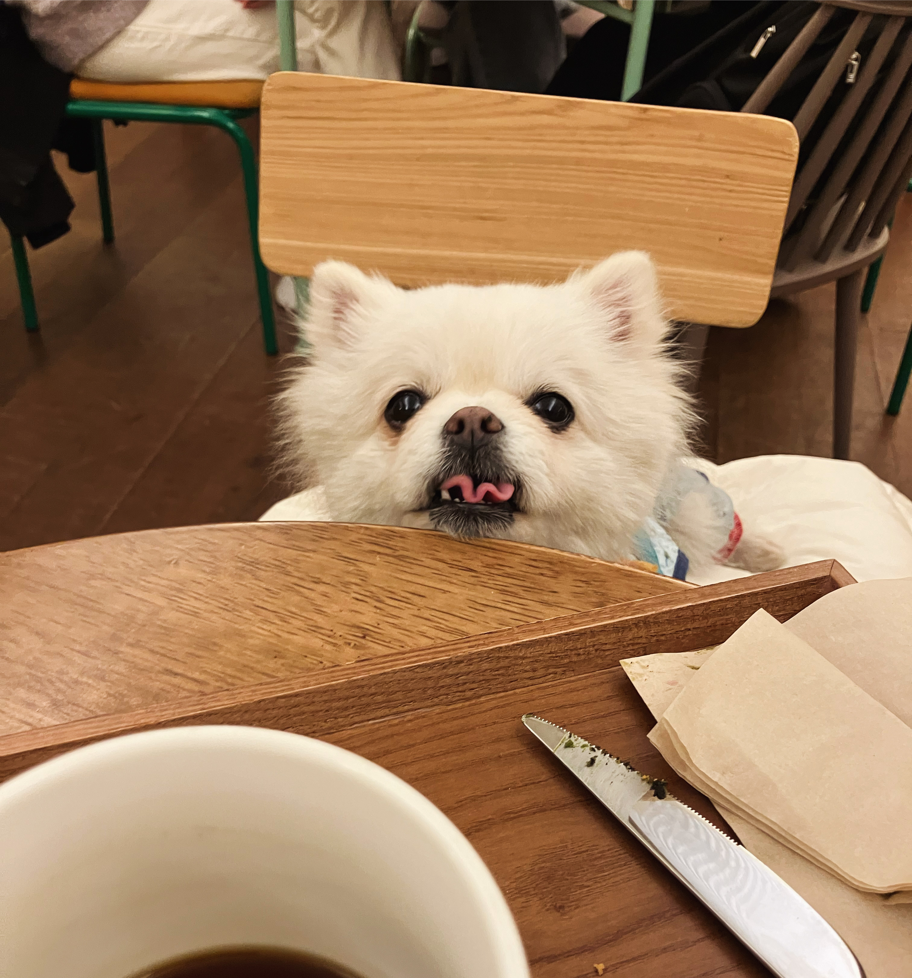 잔디 석 달간의 임시보호를 마치고 입양합니다.