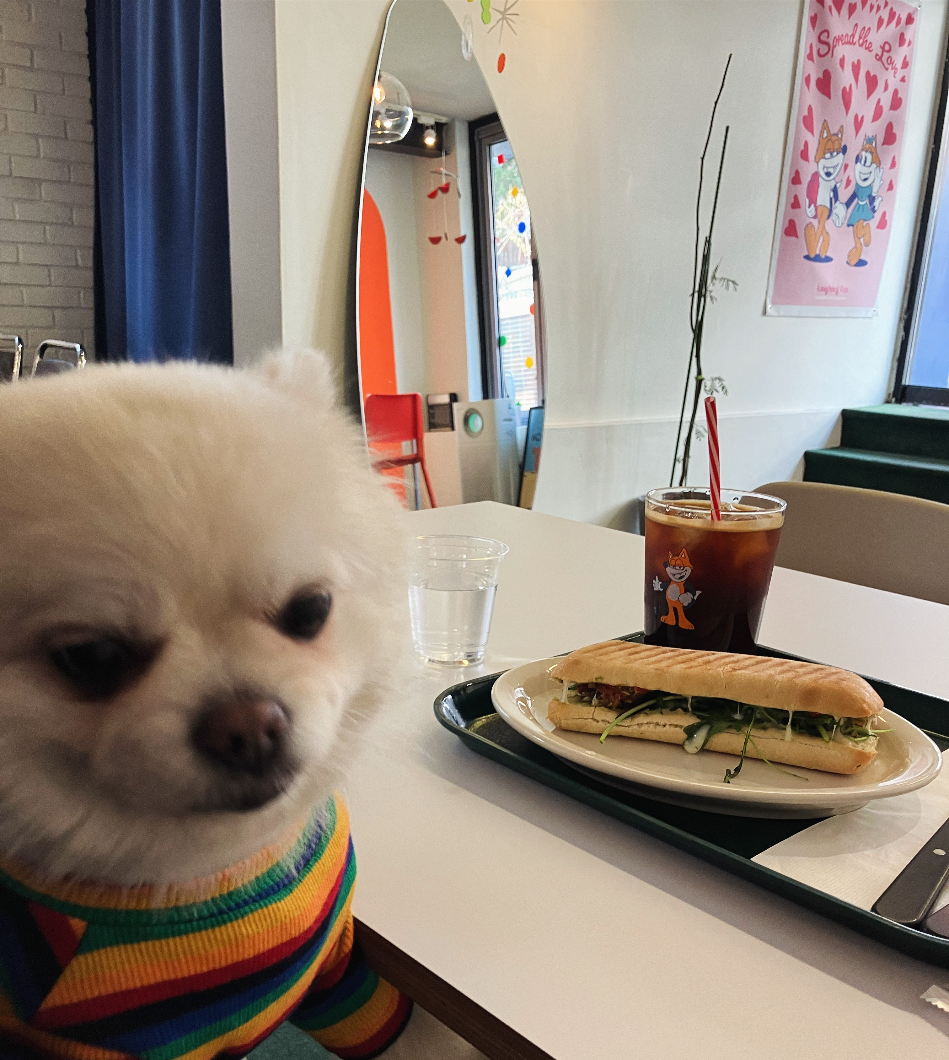 잔디 석 달간의 임시보호를 마치고 입양합니다.
