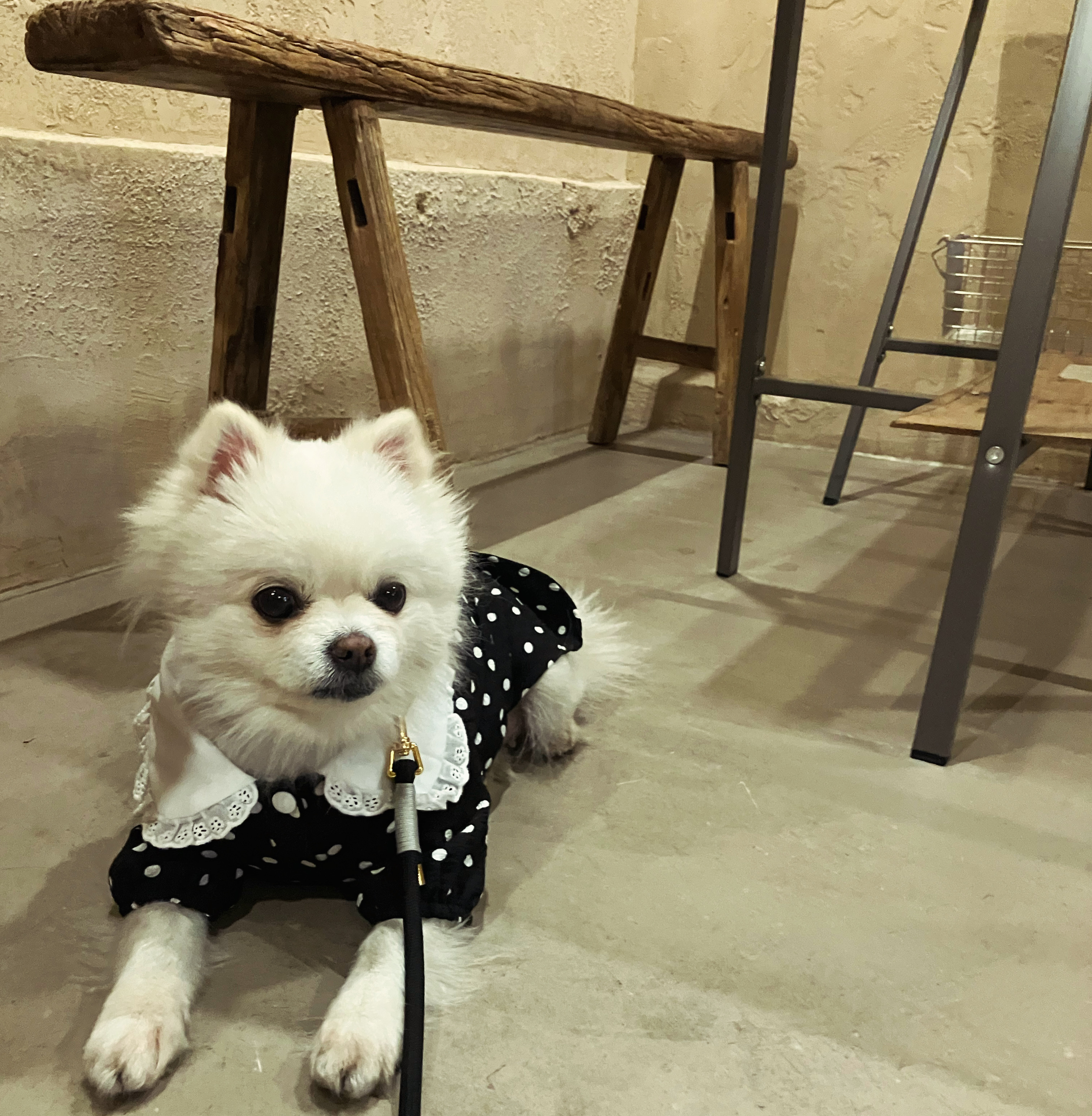 잔디 석 달간의 임시보호를 마치고 입양합니다.