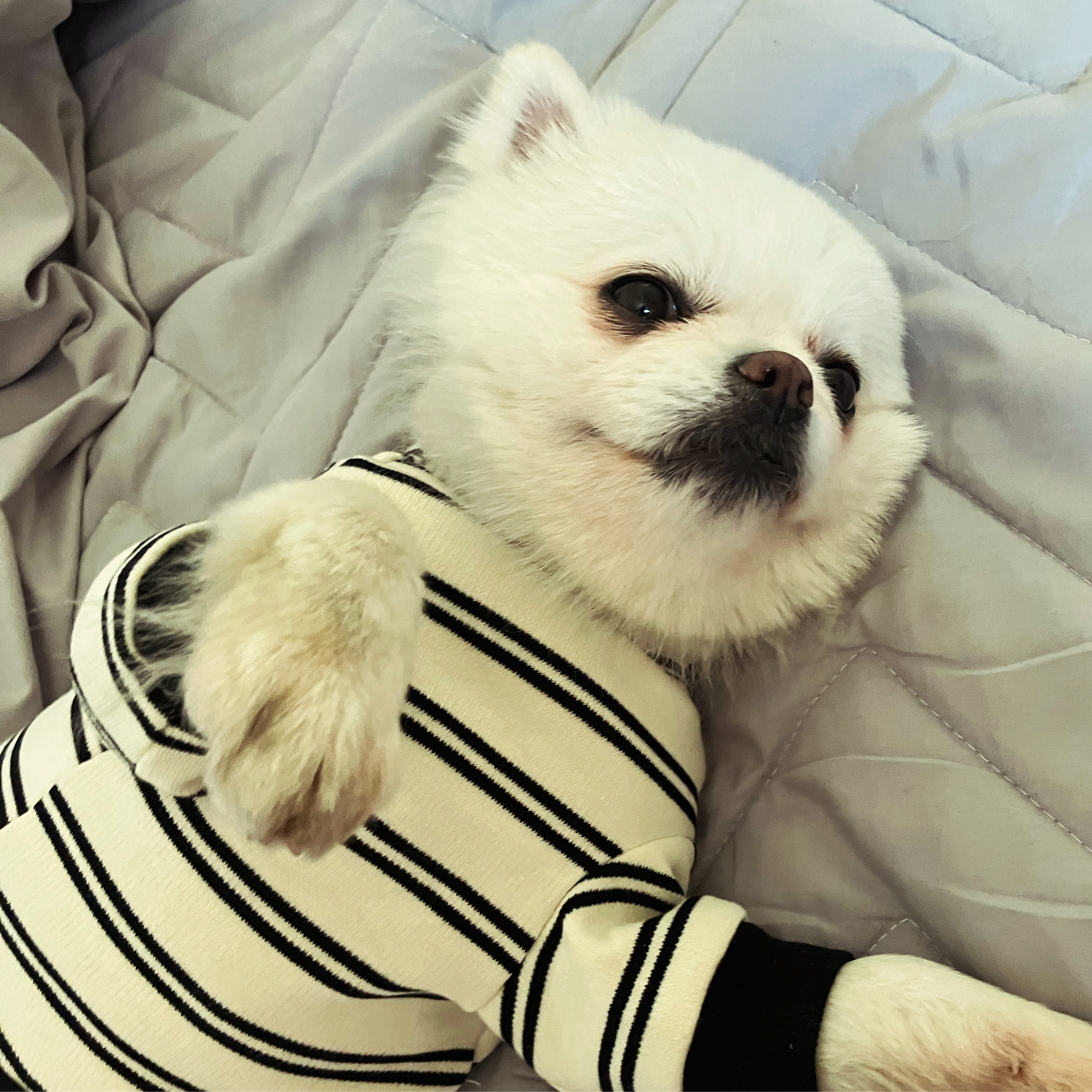 잔디 석 달간의 임시보호를 마치고 입양합니다.