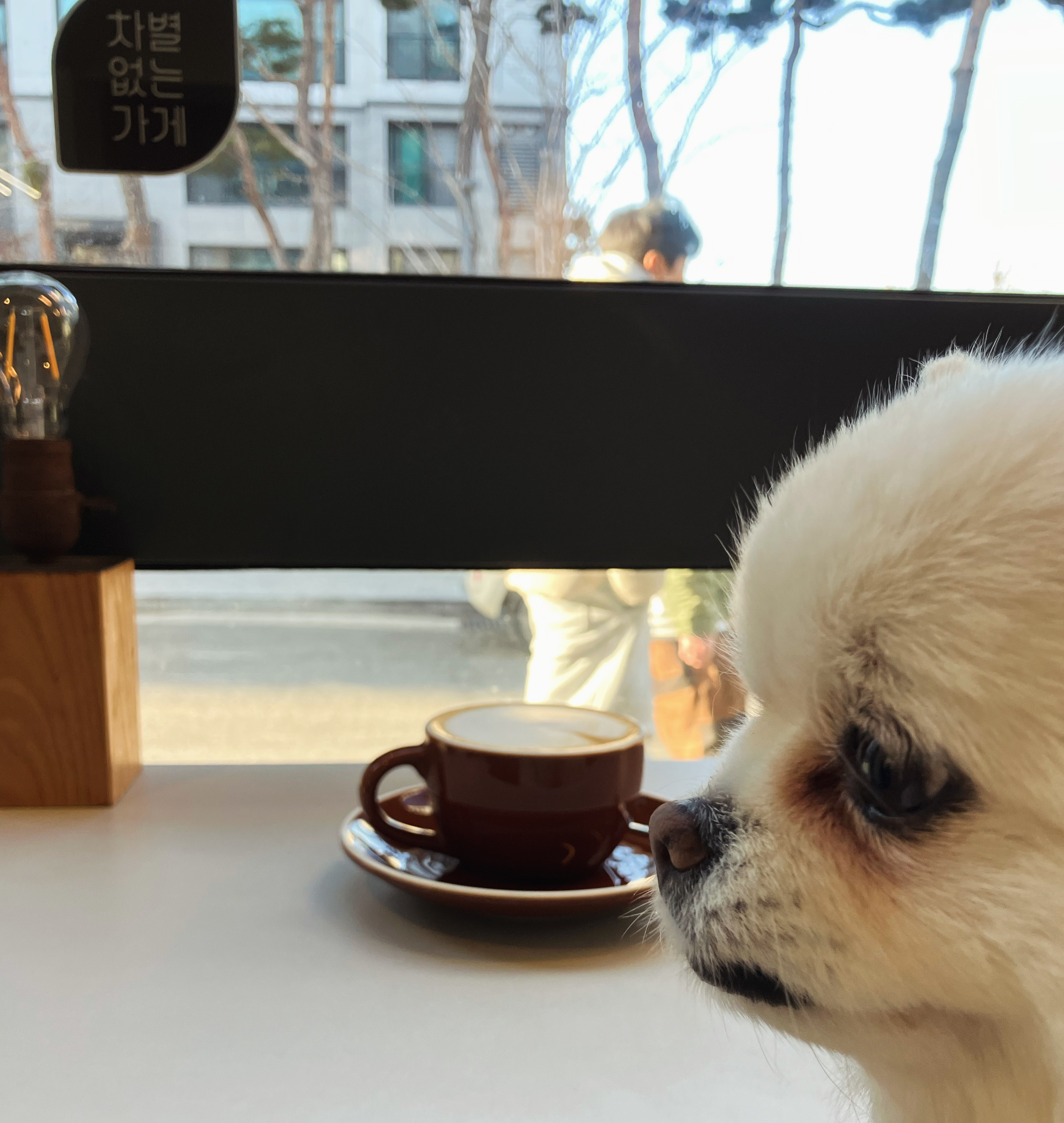 잔디 석 달간의 임시보호를 마치고 입양합니다.