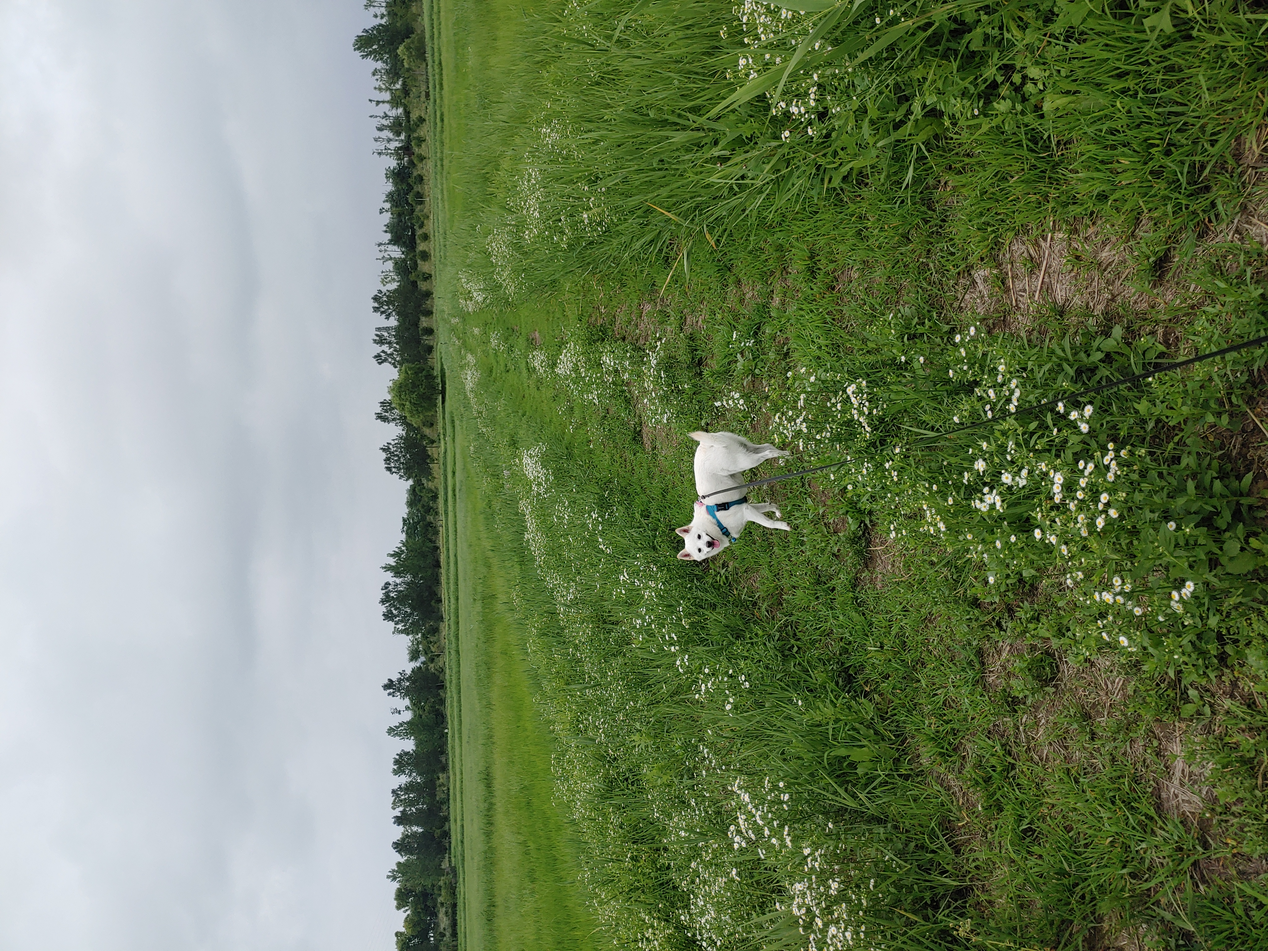 하늘이 입양 후기 4년차(옛날이름 엘리나)
