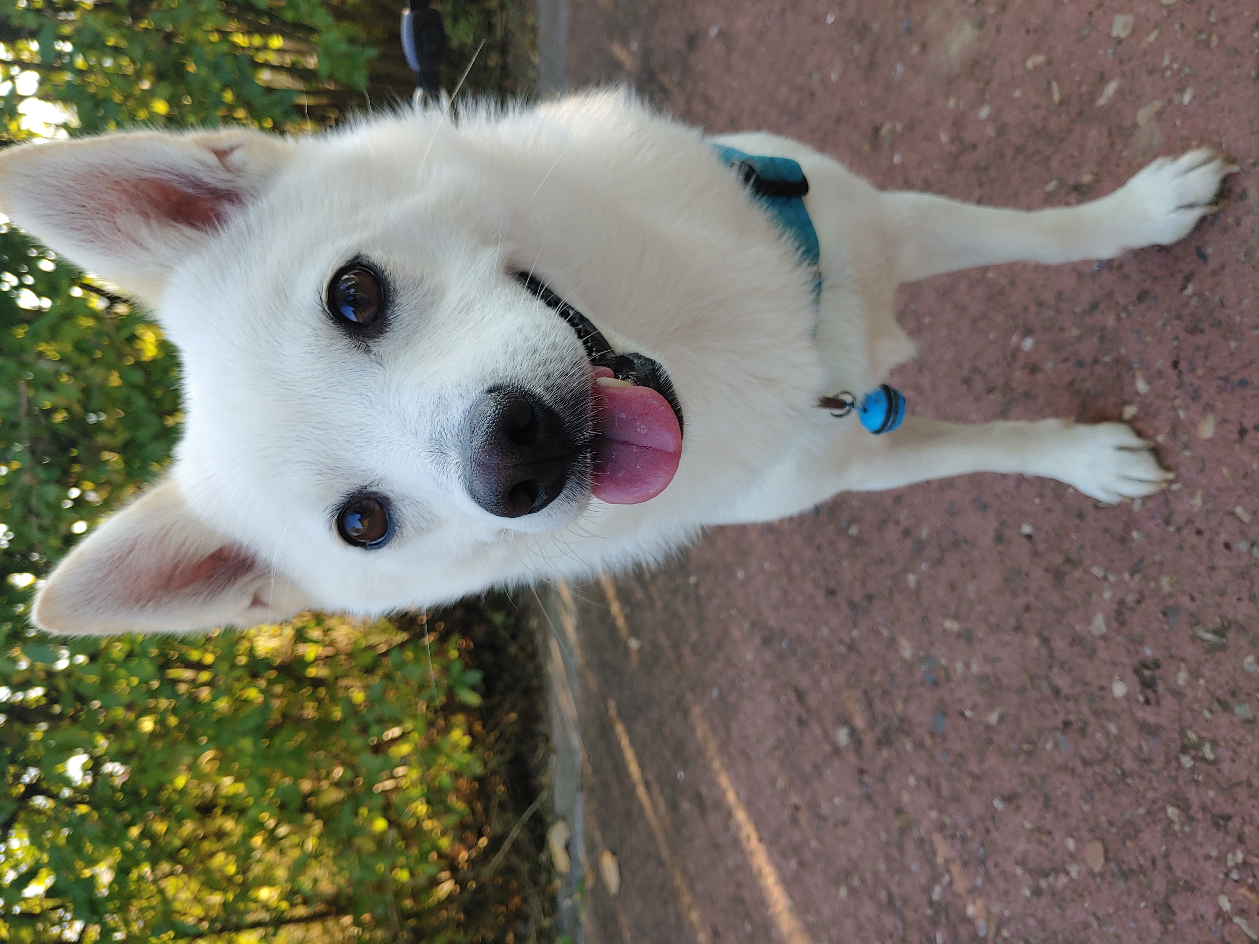 하늘이 입양 후기 4년차(옛날이름 엘리나)