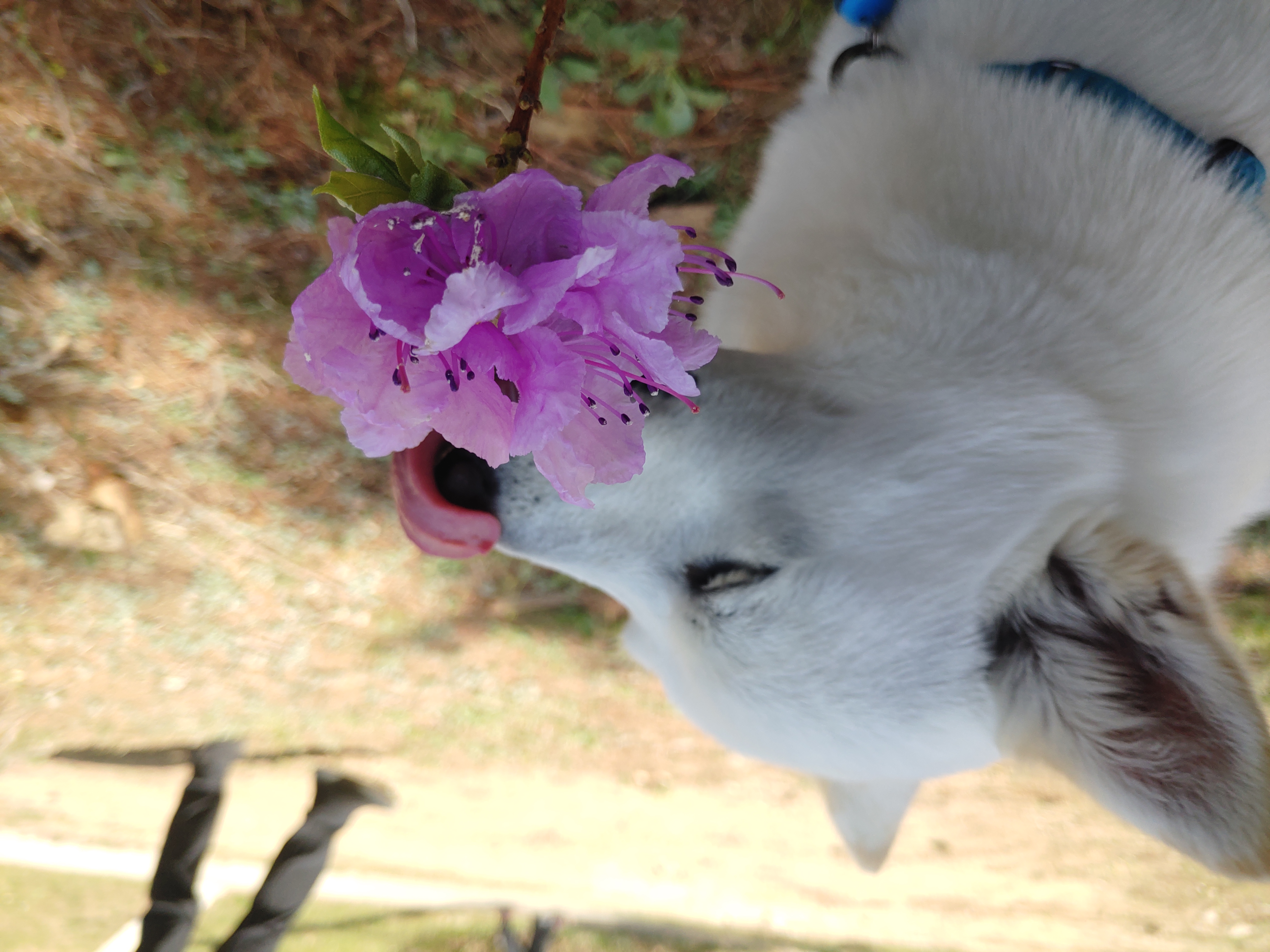 하늘이 입양 후기 4년차(옛날이름 엘리나)