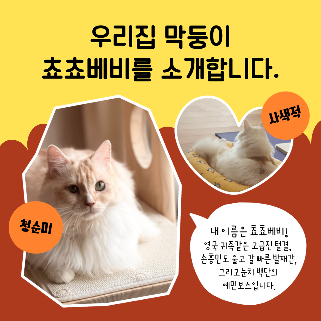 늠늠(회장)이와 쵸쵸(베비)와의 한달