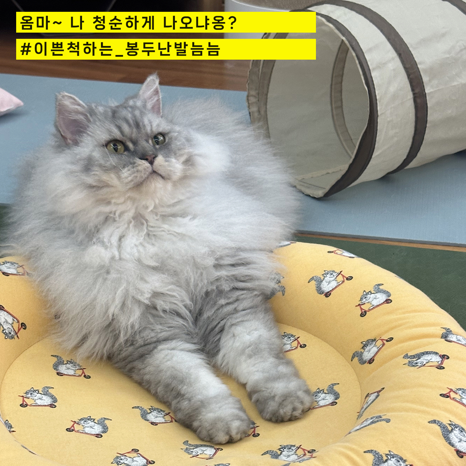 늠늠(회장)이와 쵸쵸(베비)와의 한달