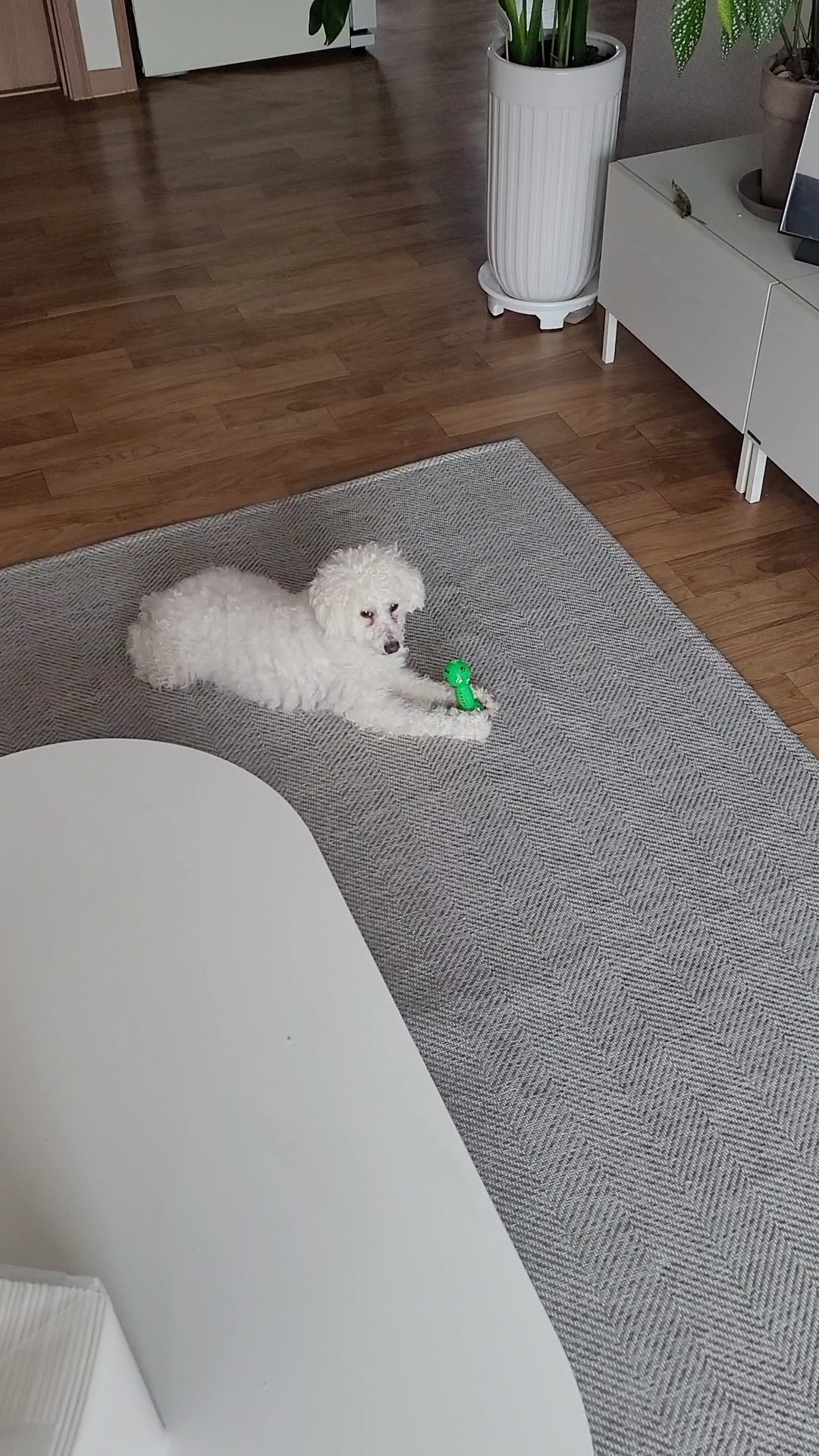 춘식이를(구 푸들이) 소개합니다.