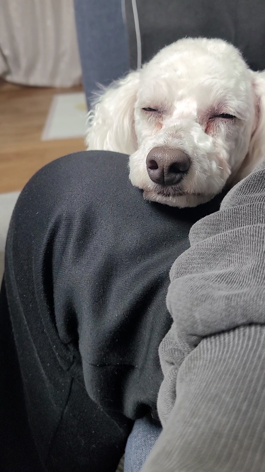 춘식이를(구 푸들이) 소개합니다.