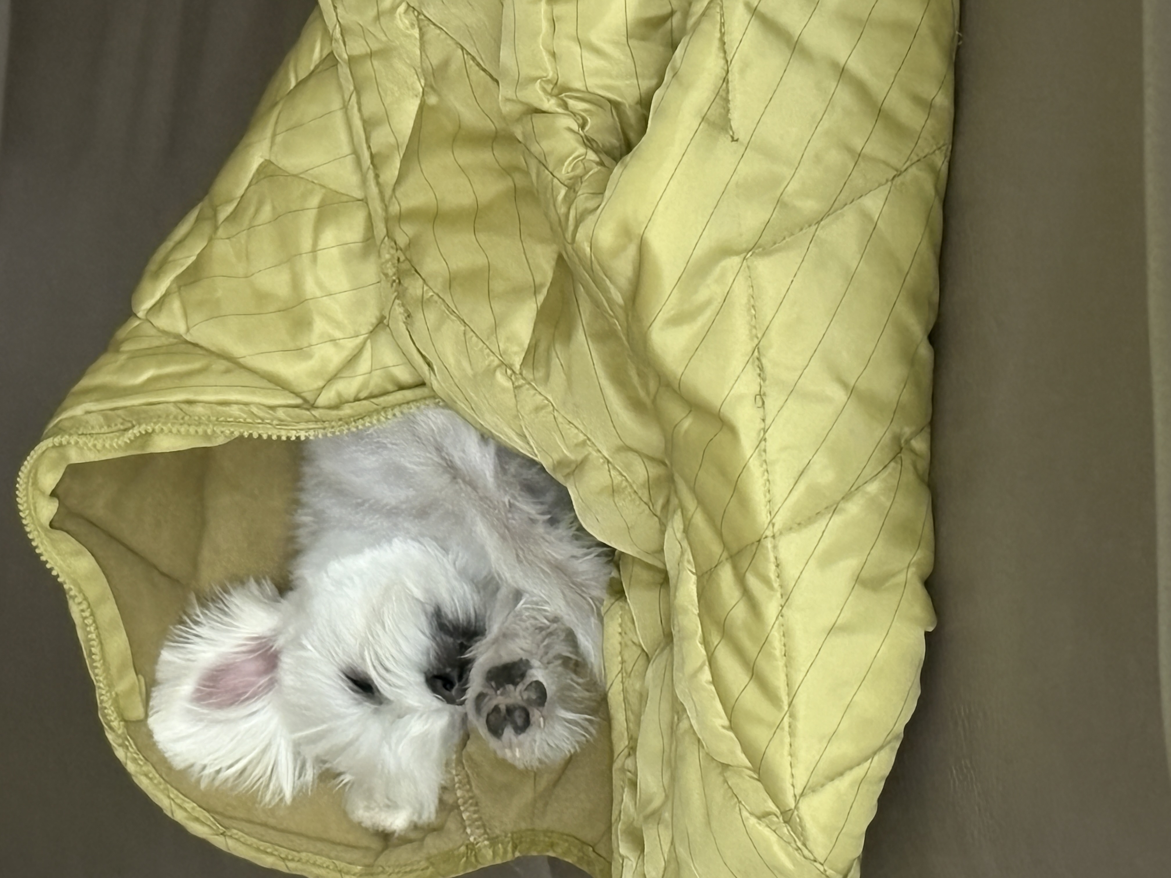 두리(소일이) 입양 3년차 이야기